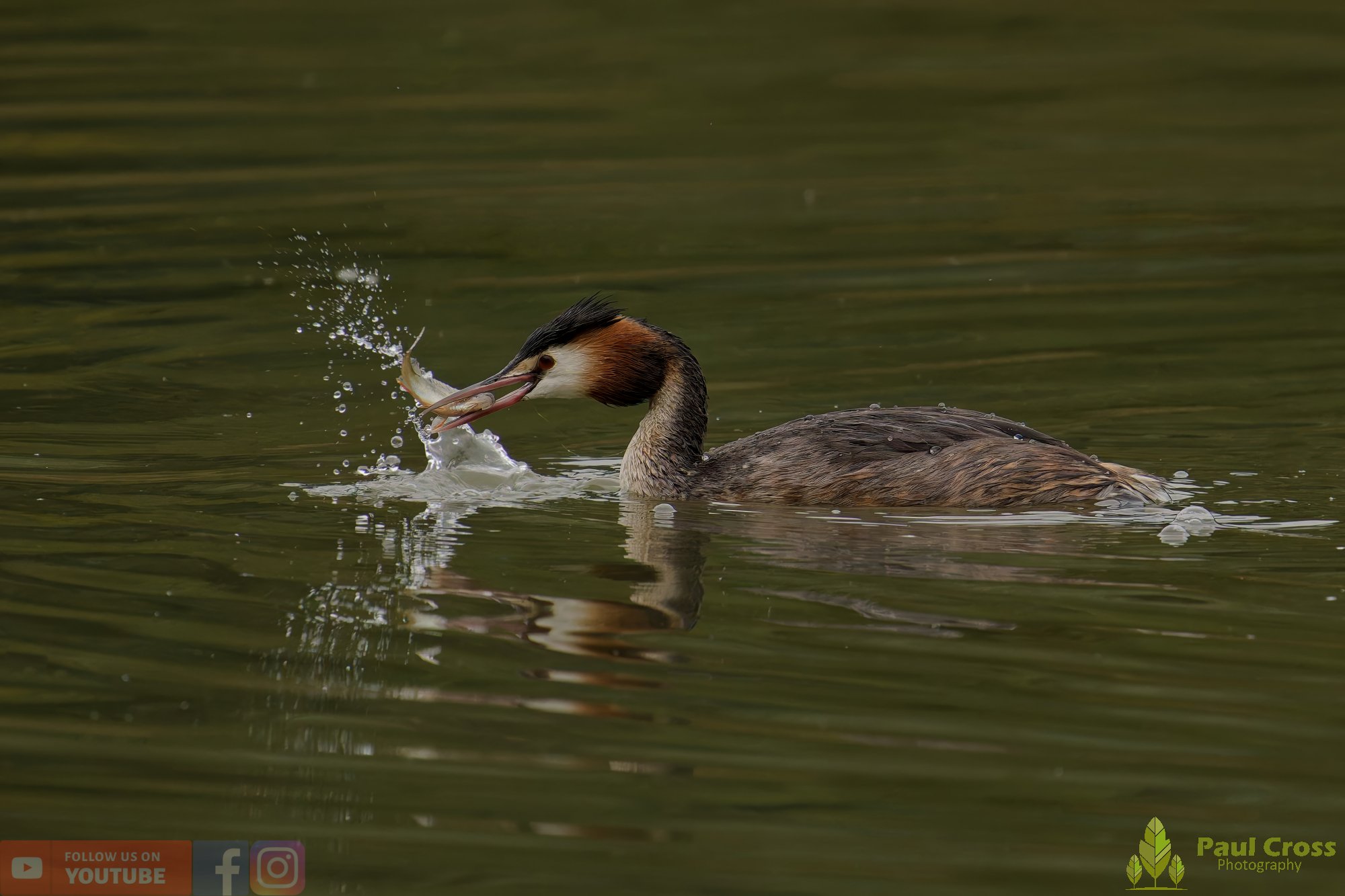 Great Crested Grebe-00967.jpg