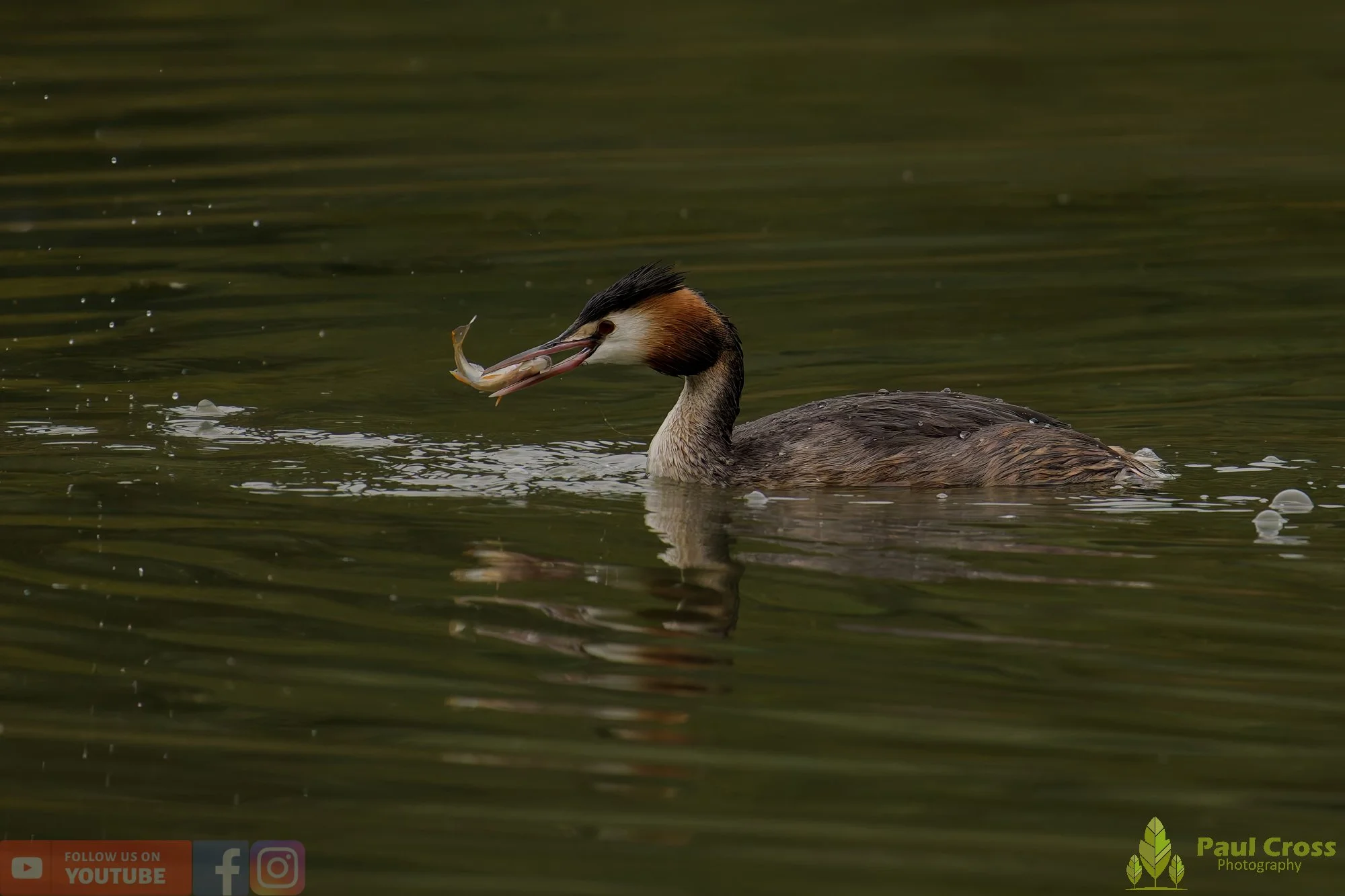 Great Crested Grebe-00968.jpg