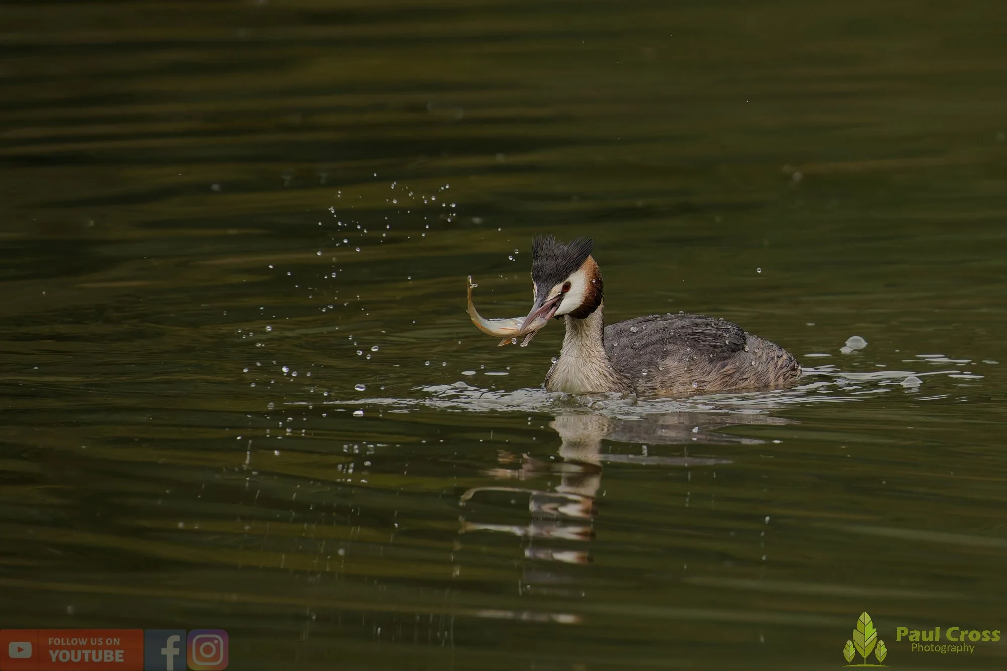 Great Crested Grebe-00969.jpg