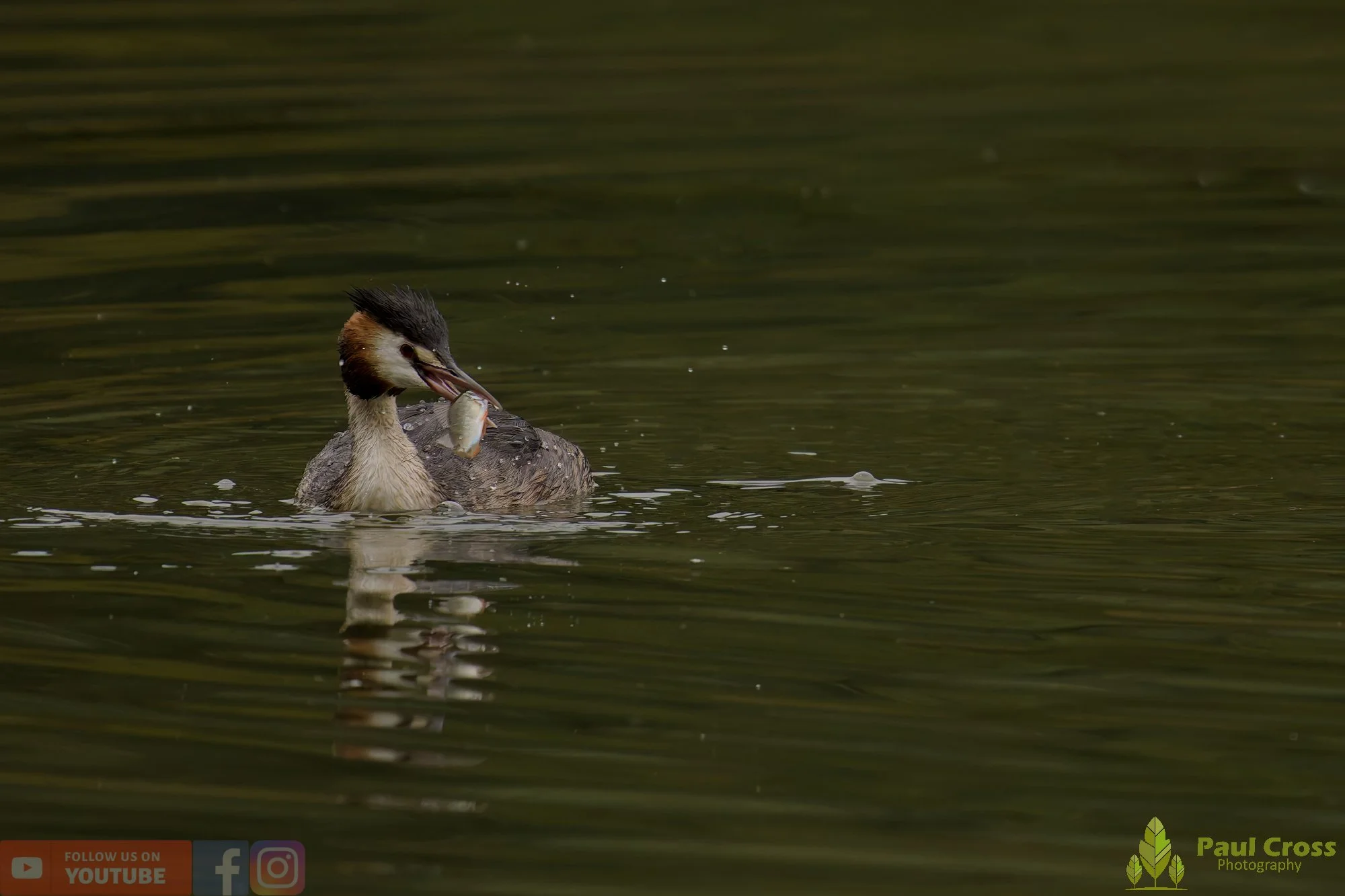 Great Crested Grebe-00970.jpg