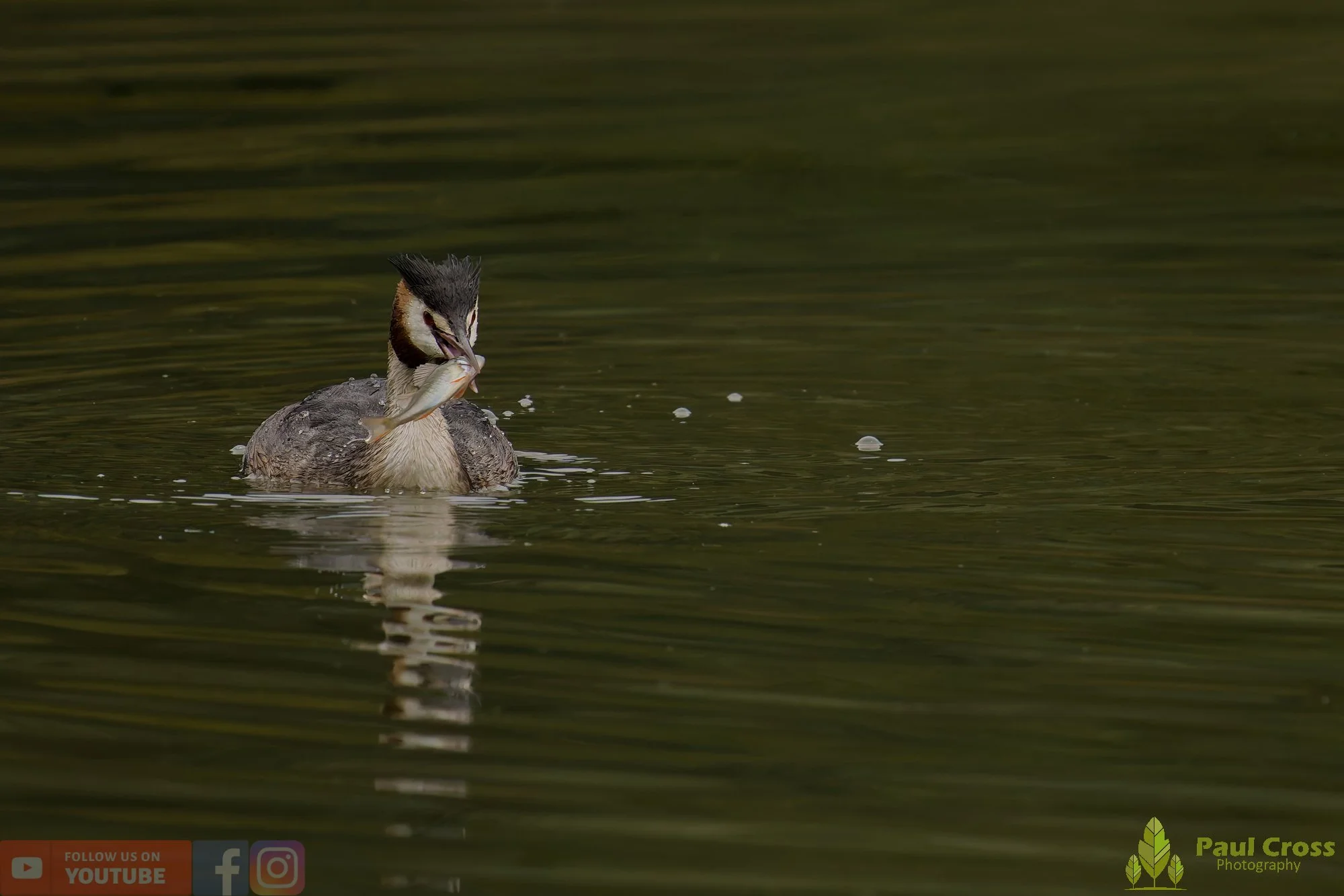 Great Crested Grebe-00972.jpg