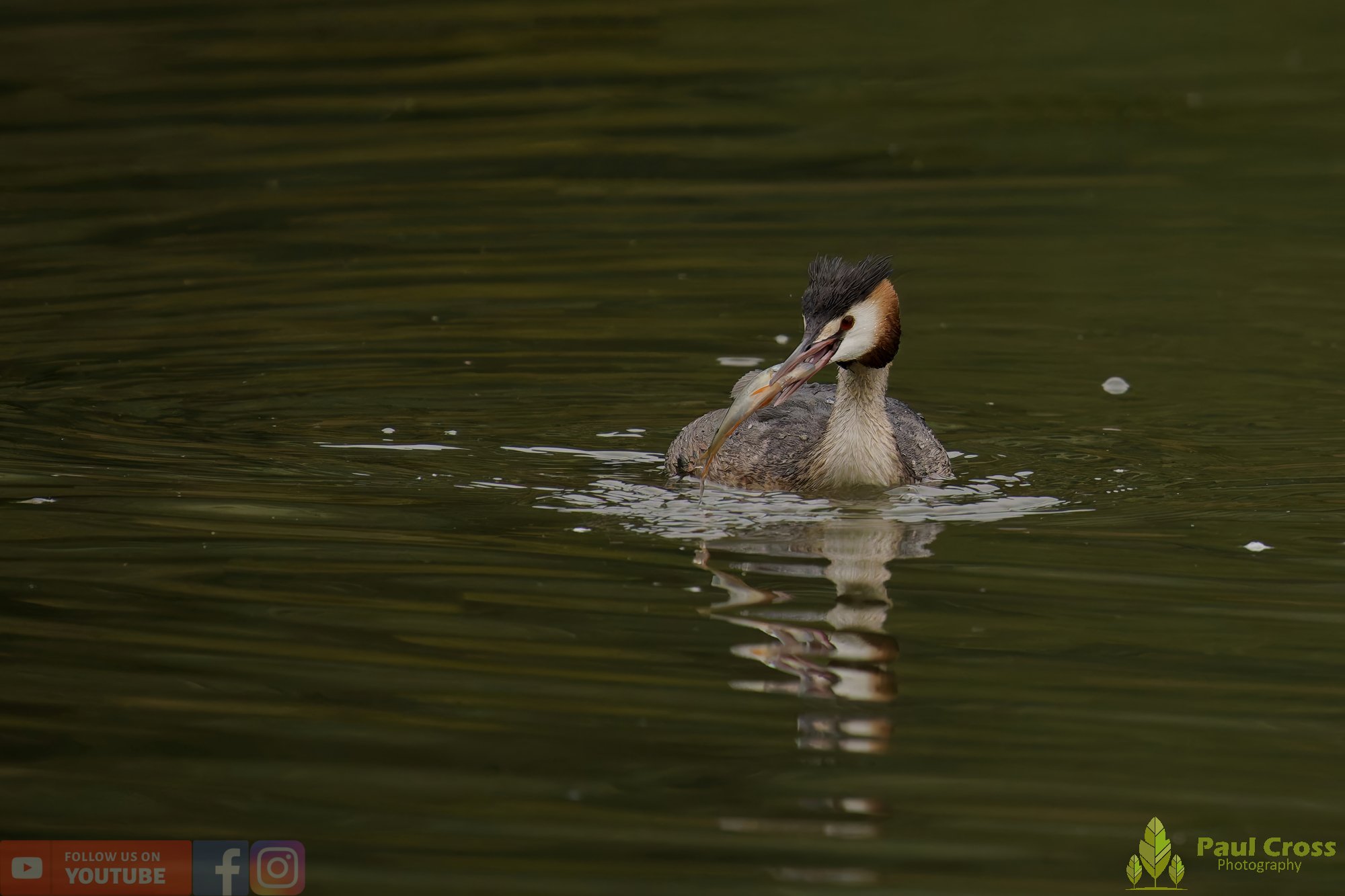 Great Crested Grebe-00974.jpg