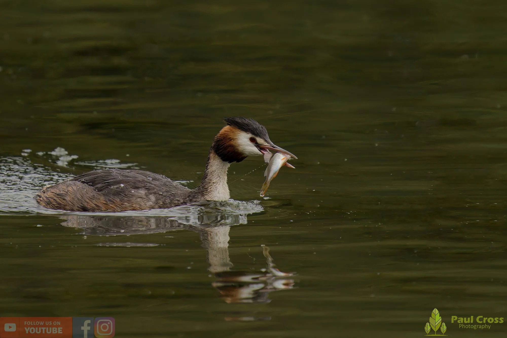 Great Crested Grebe-00978.jpg