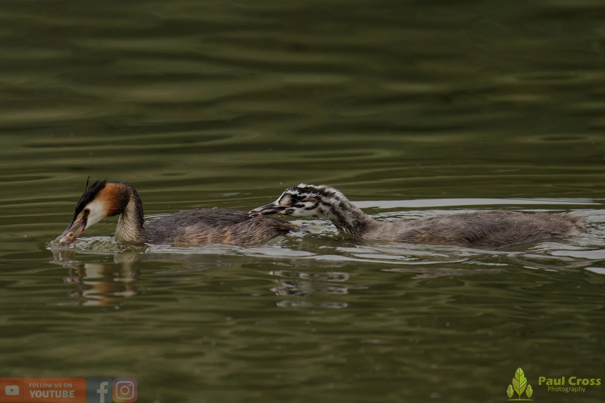 Great Crested Grebe-00979.jpg