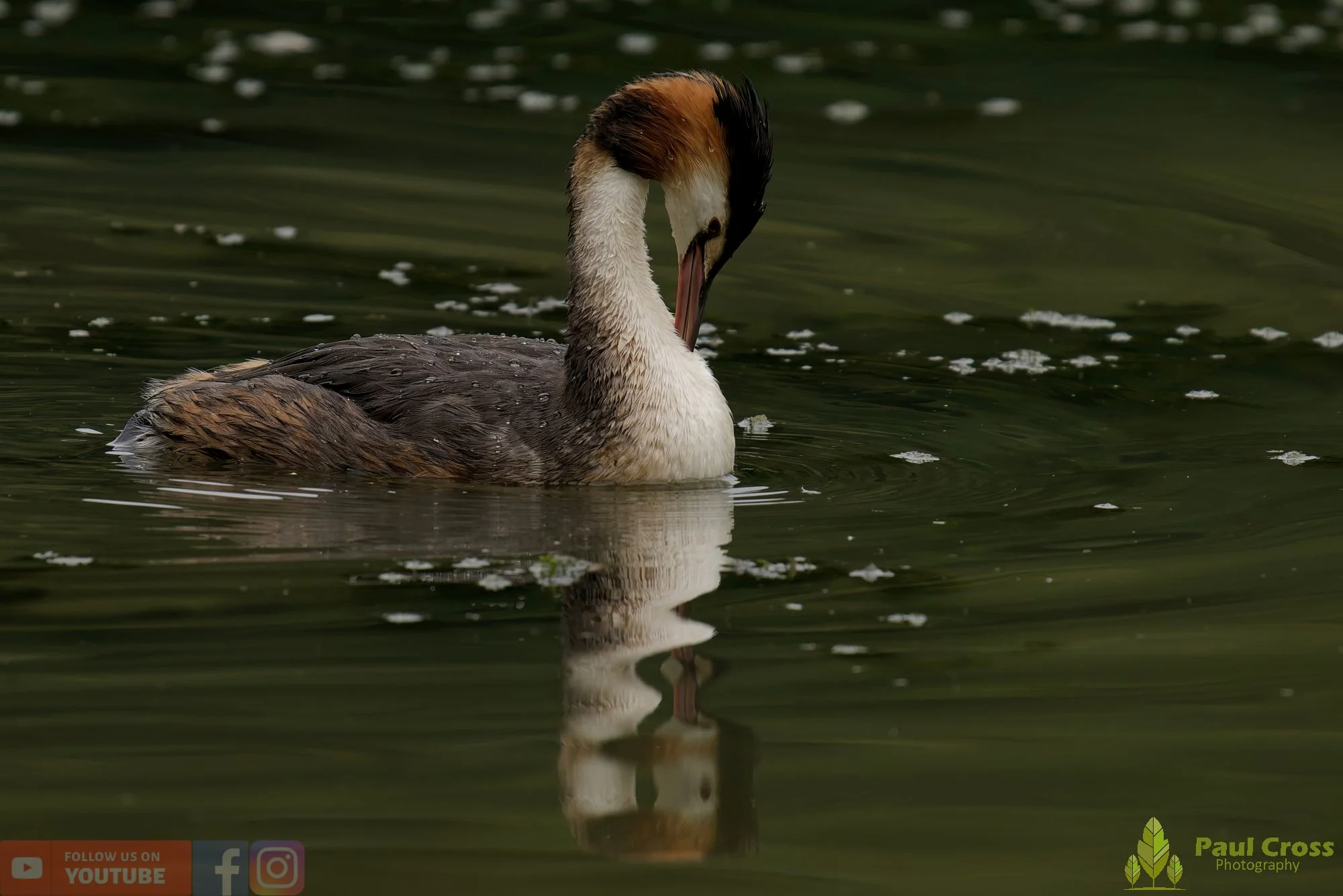 Great Crested Grebe-00980.jpg