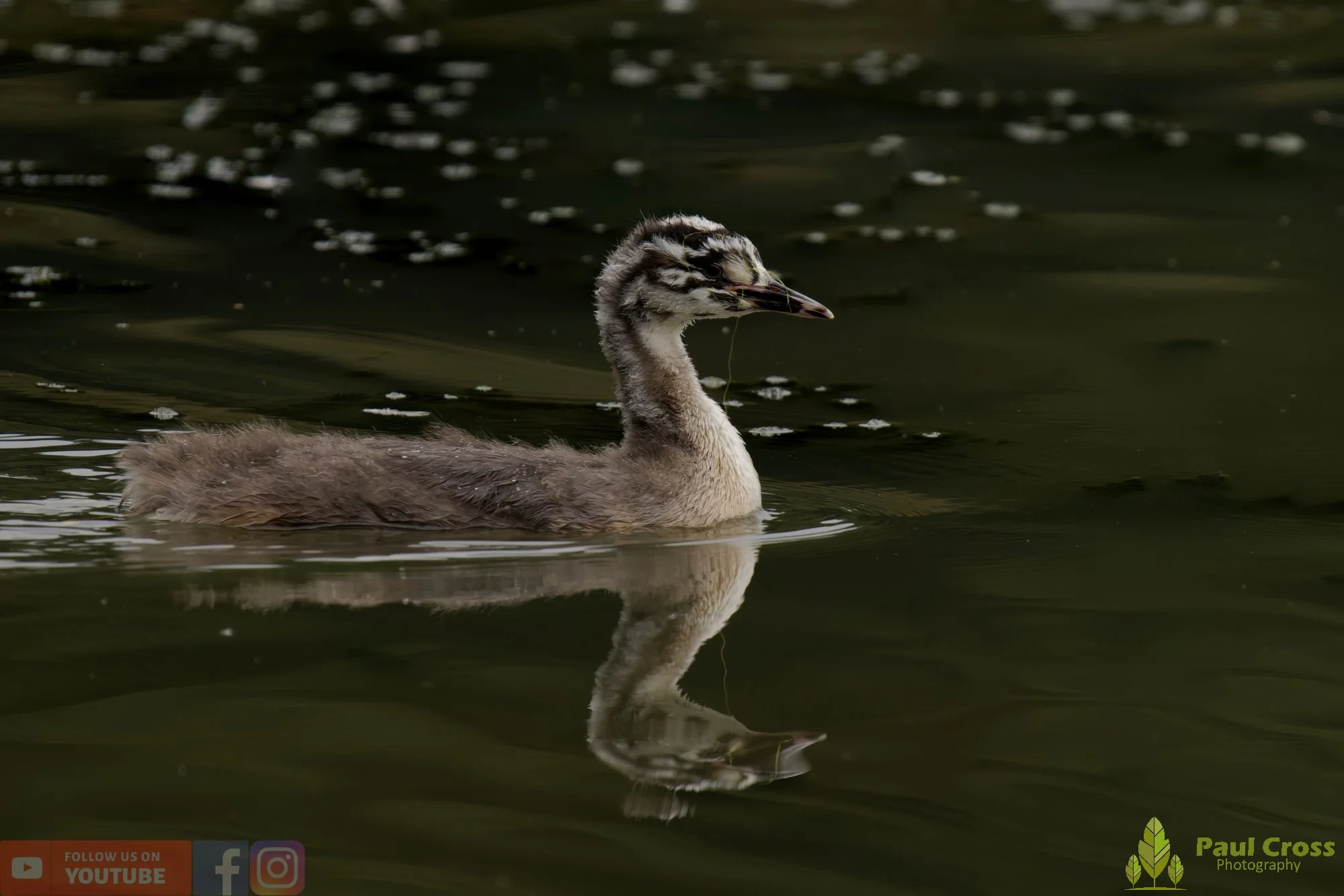 Great Crested Grebe-00981.jpg