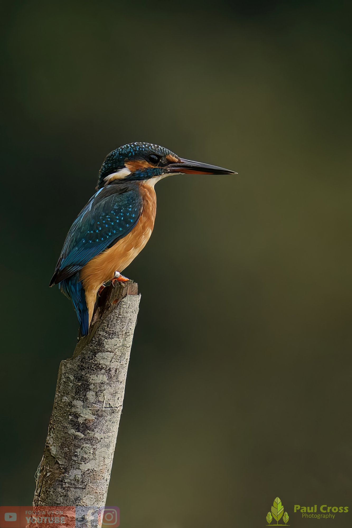 Kingfisher-00585.jpg