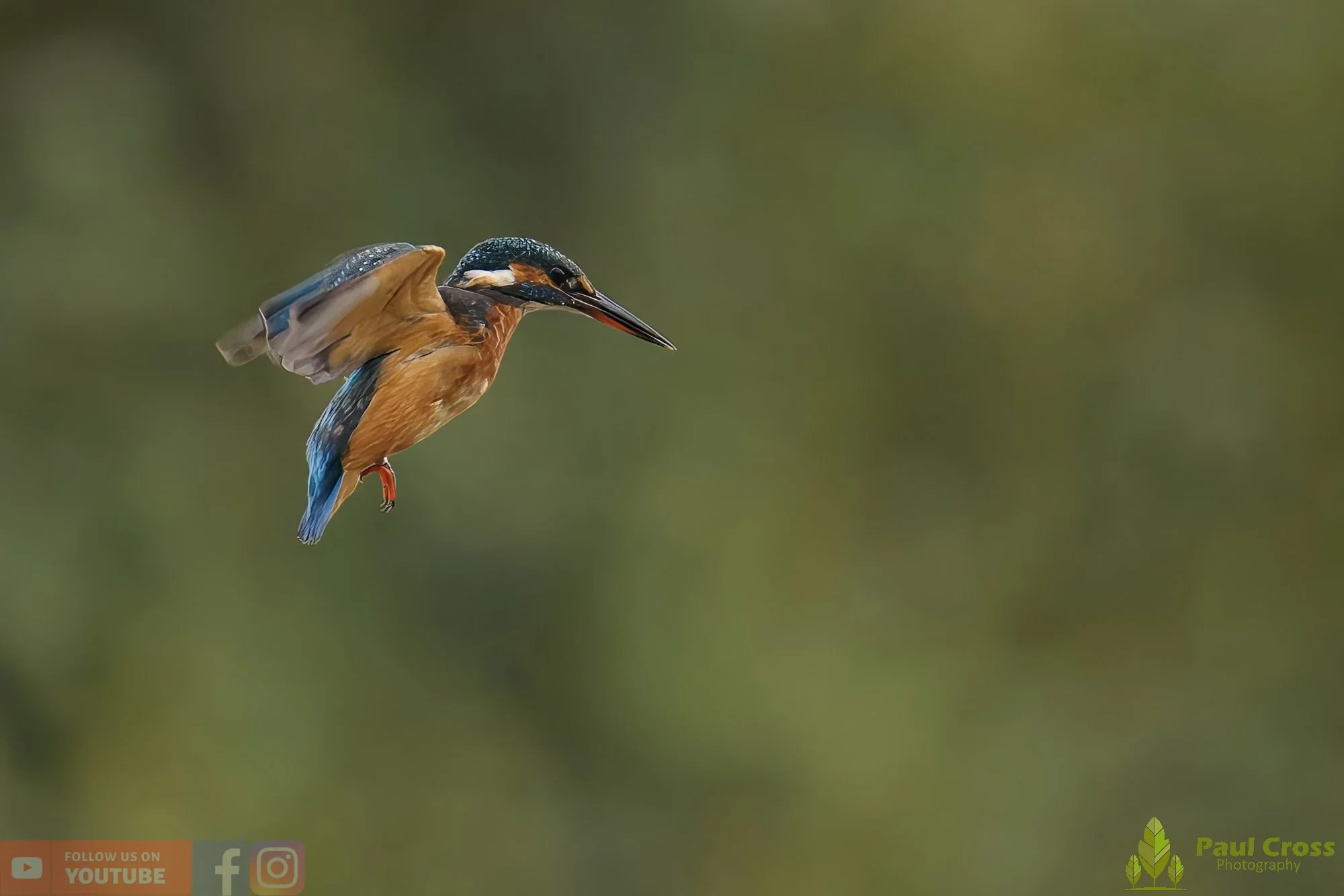 Kingfisher-00586.jpg