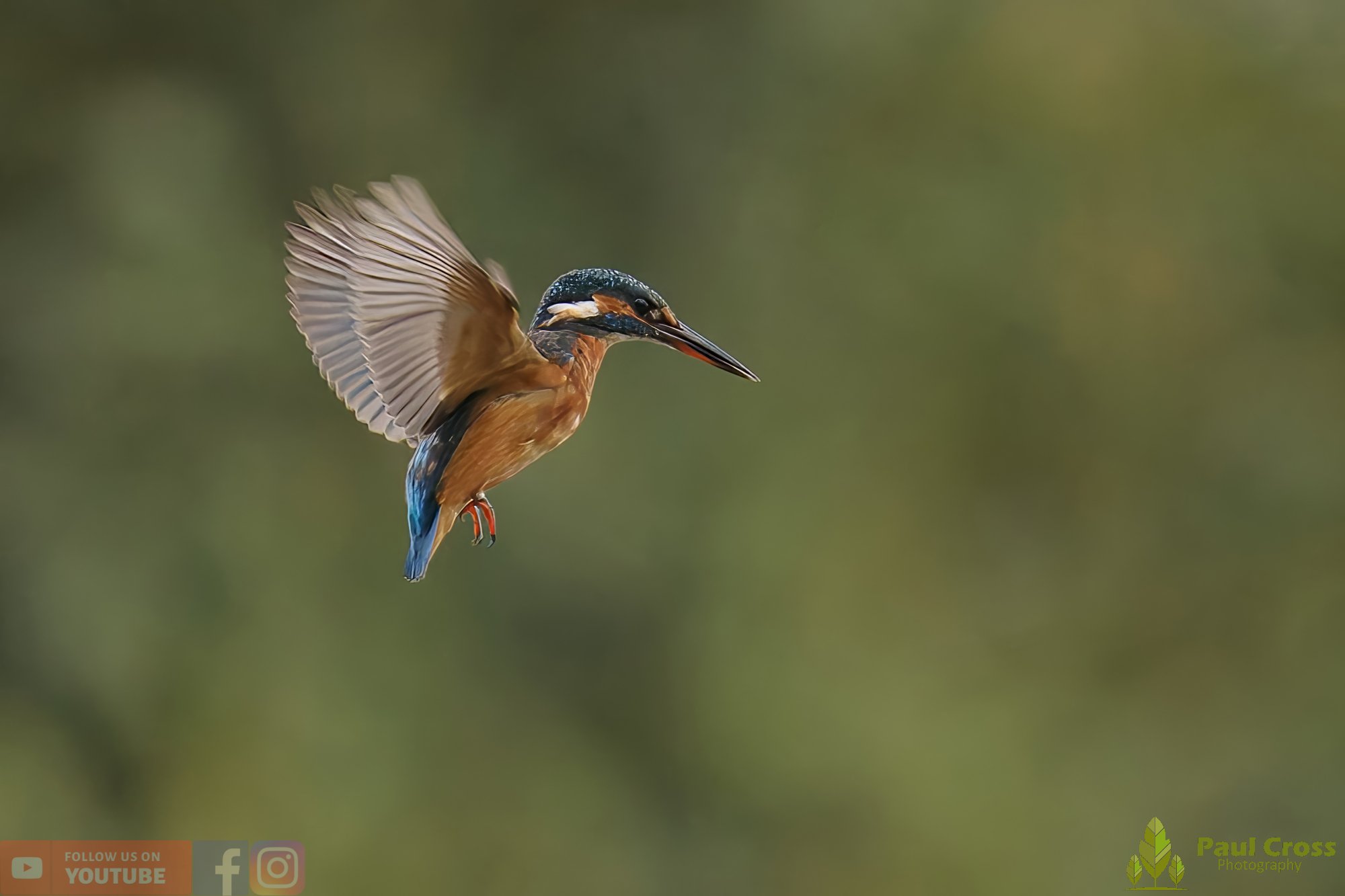 Kingfisher-00588.jpg
