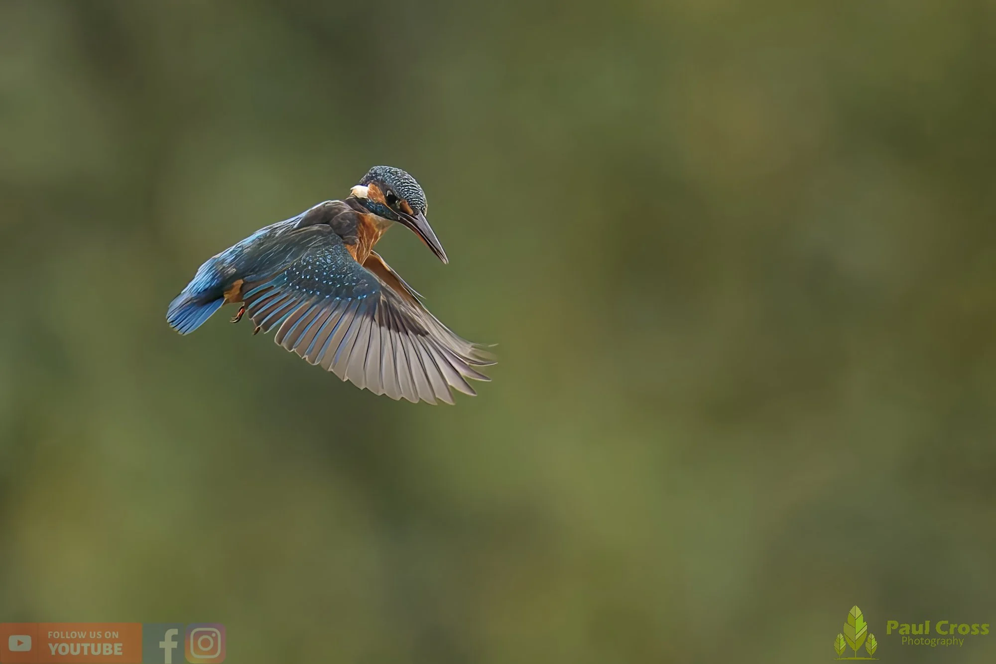 Kingfisher-00589.jpg