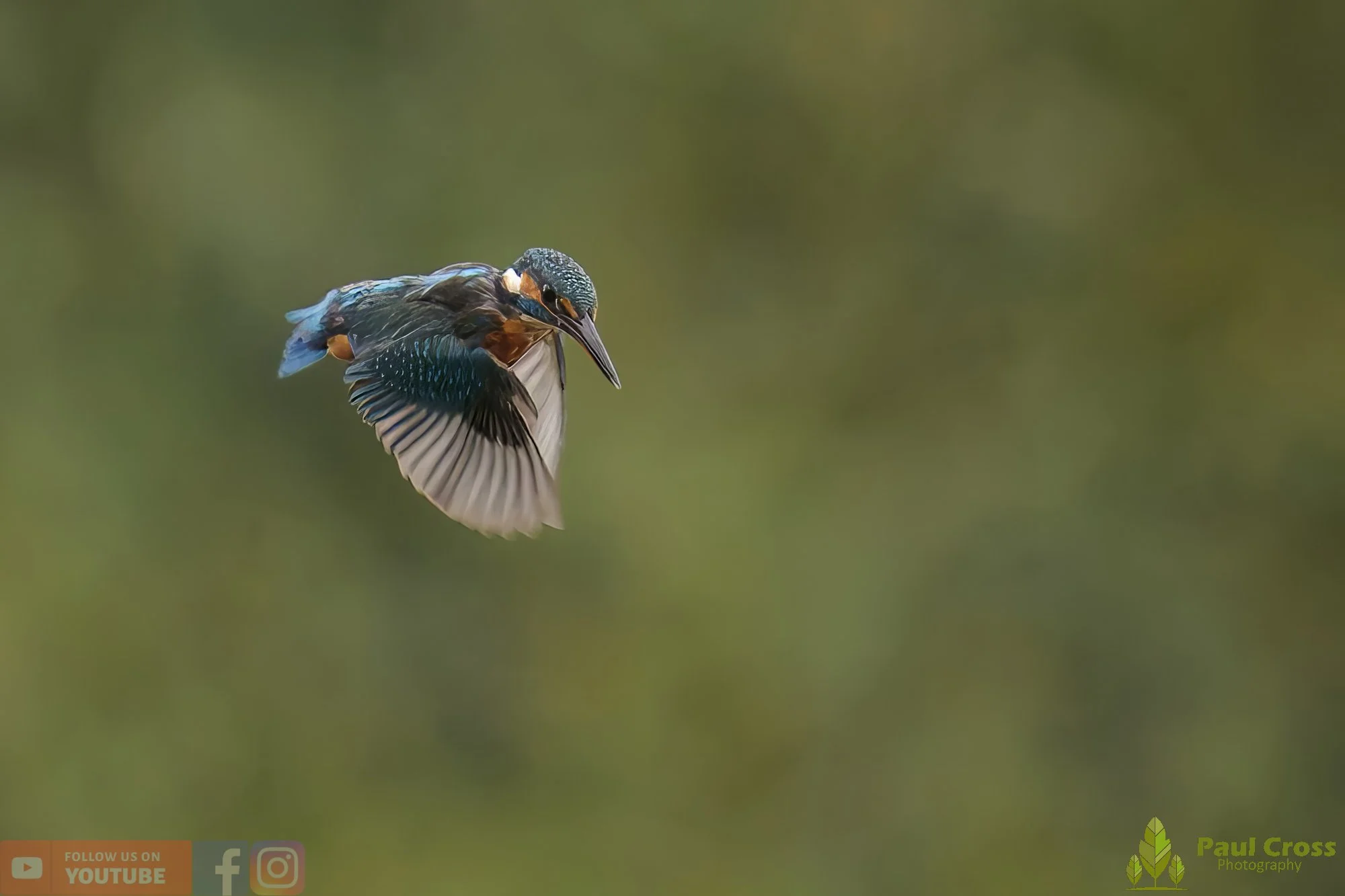 Kingfisher-00590.jpg