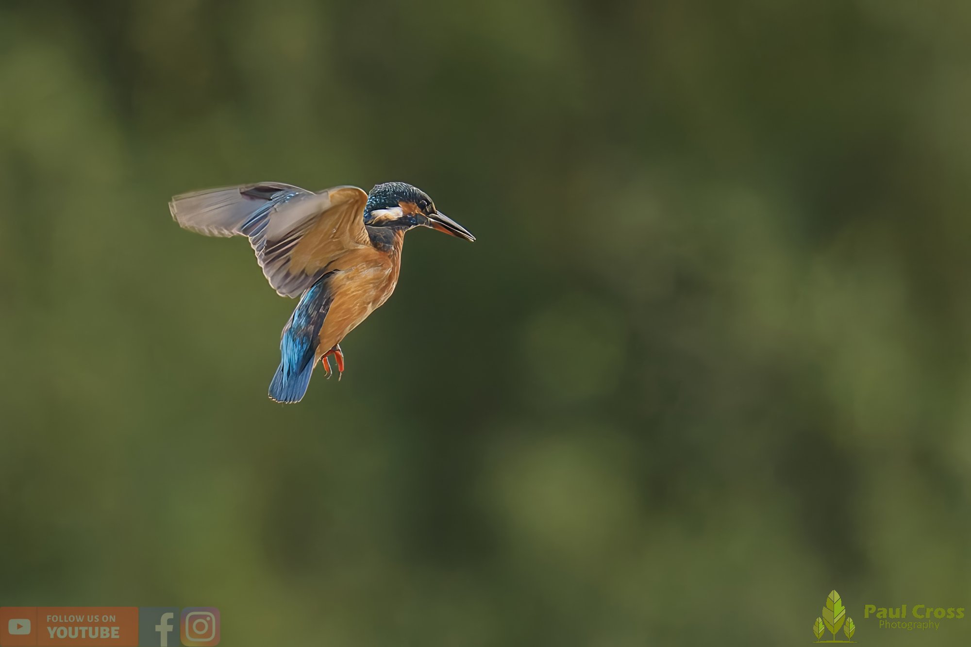 Kingfisher-00591.jpg