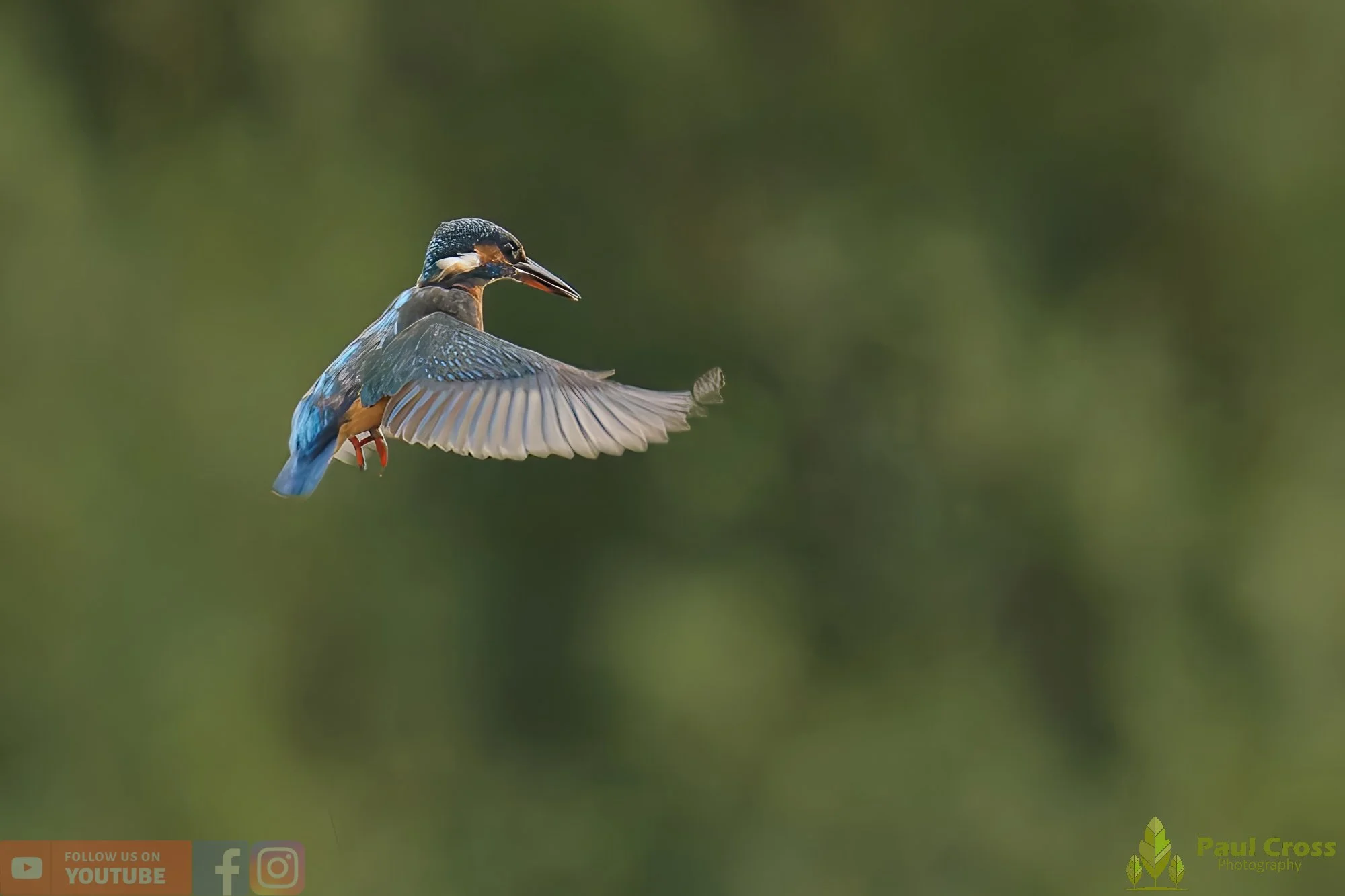 Kingfisher-00592.jpg