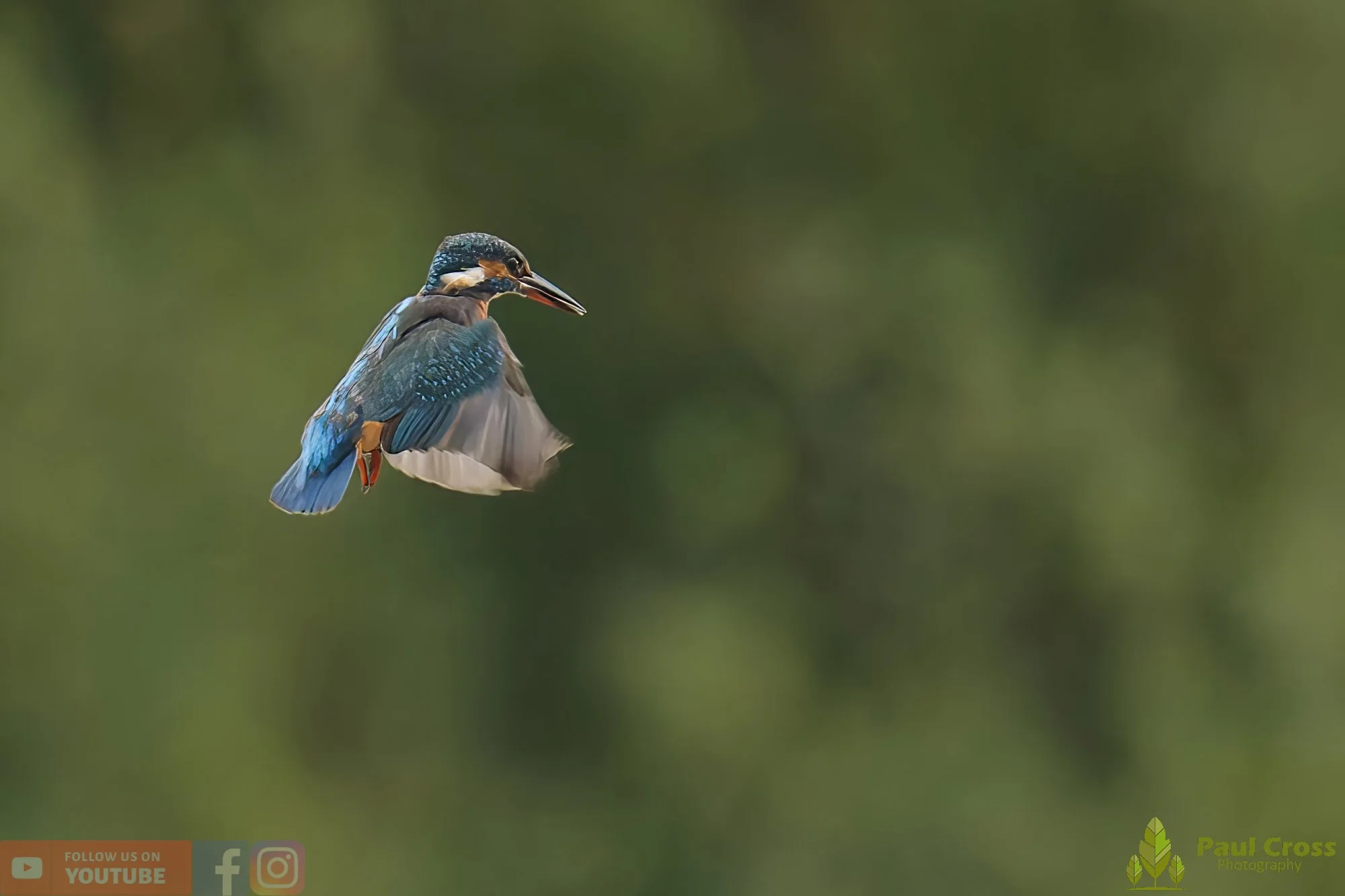 Kingfisher-00593.jpg