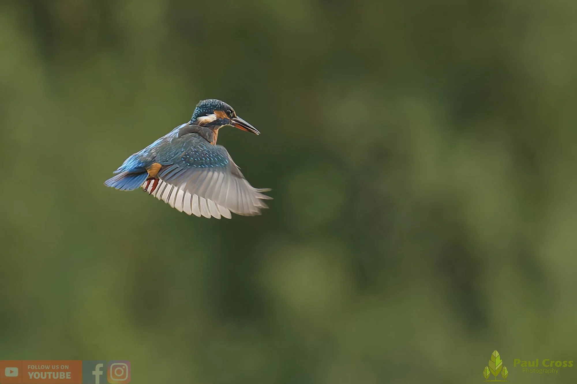Kingfisher-00594.jpg