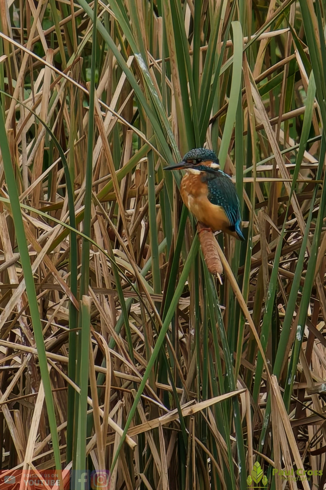 Kingfisher-00596.jpg