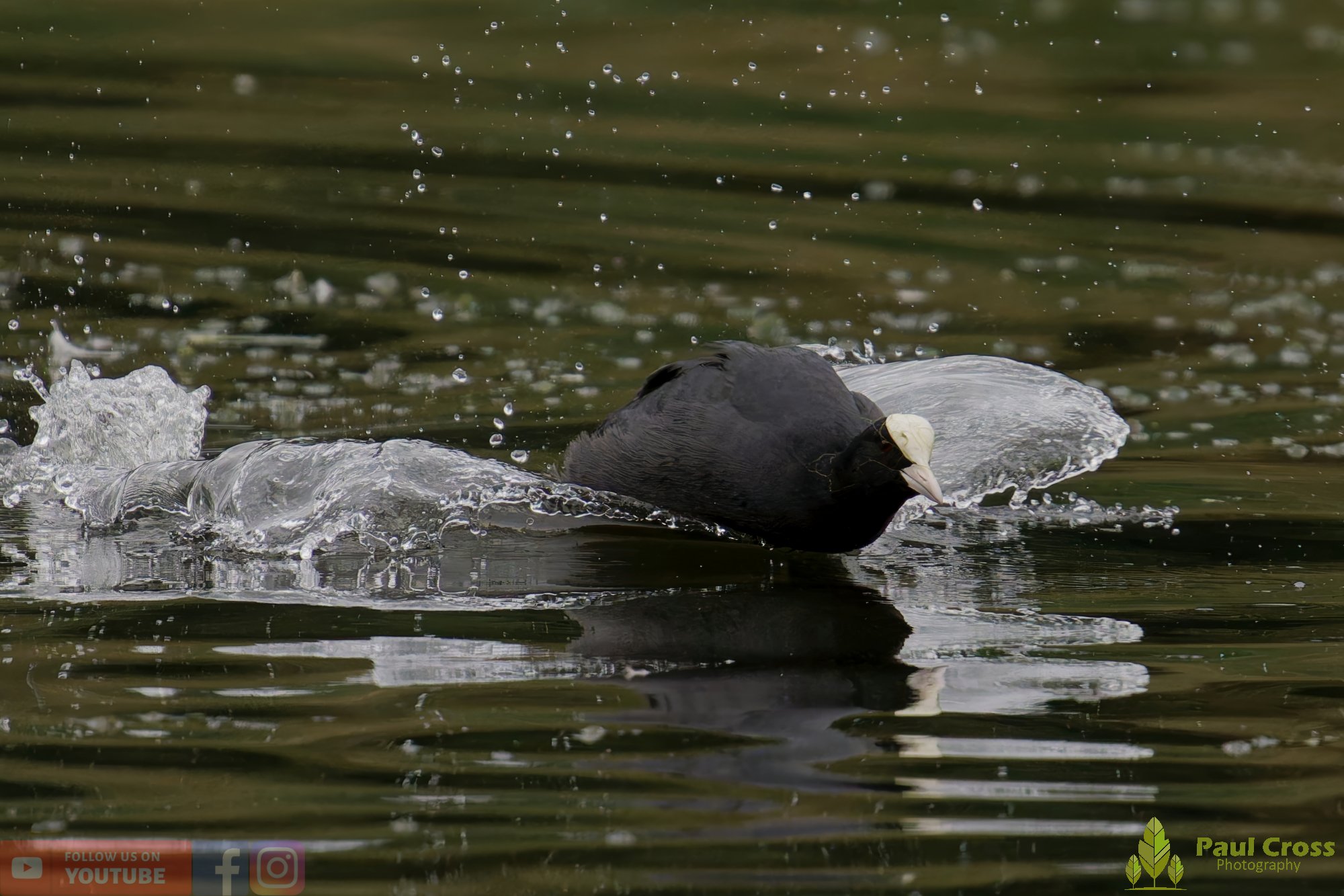 Coot-00547.jpg