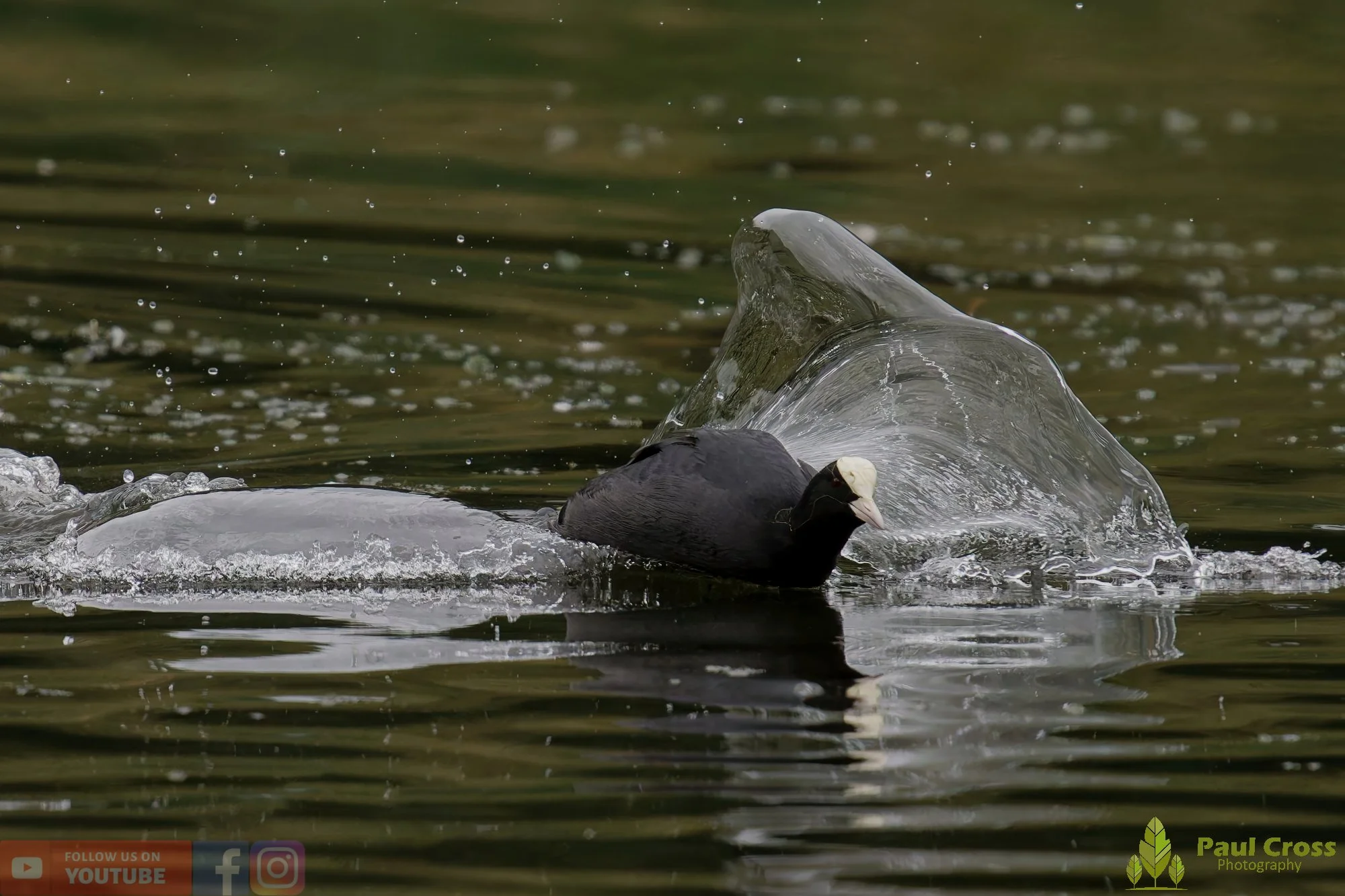 Coot-00548.jpg