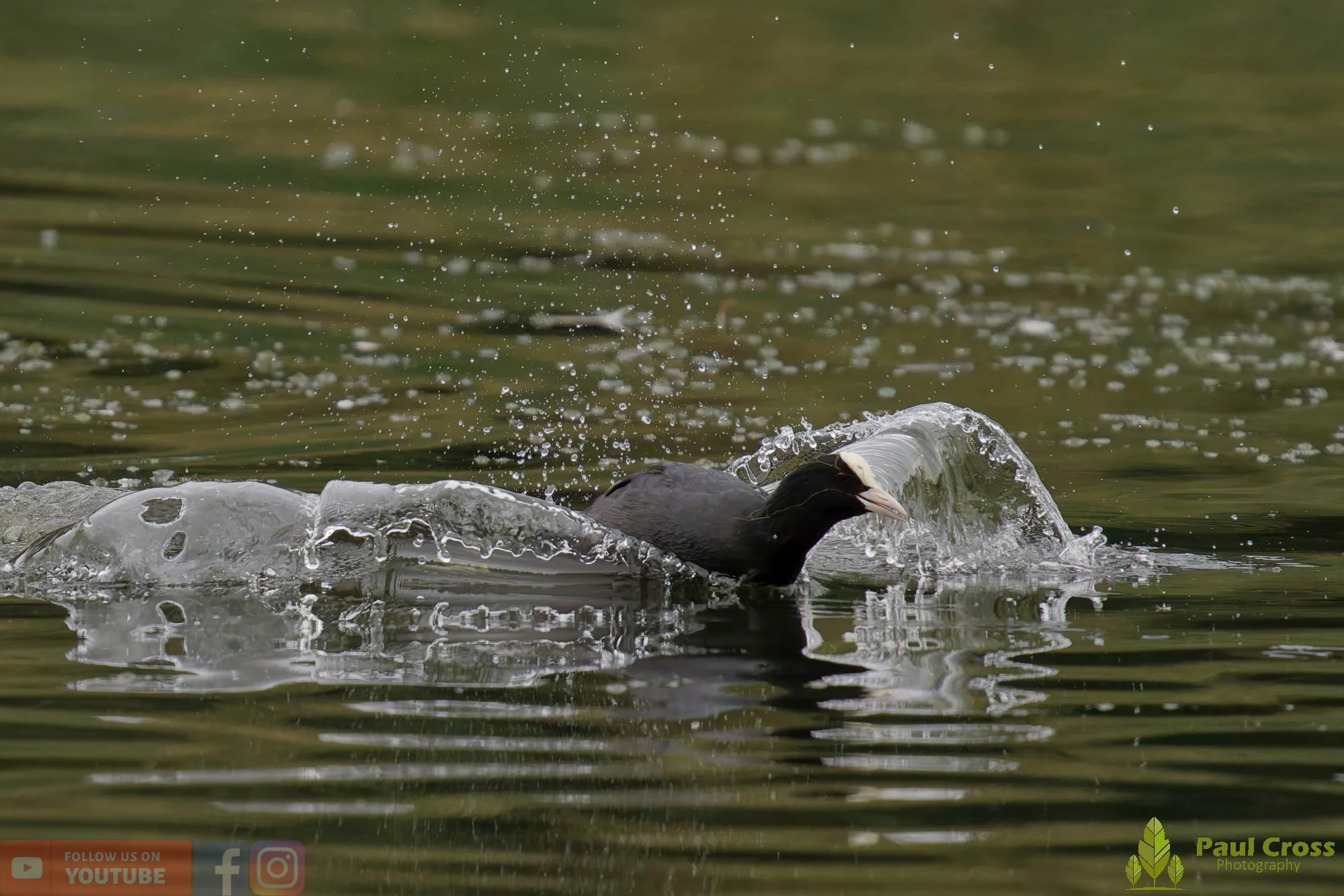 Coot-00549.jpg
