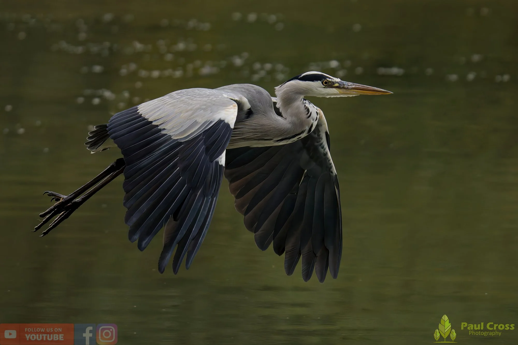 Grey Heron-00633.jpg