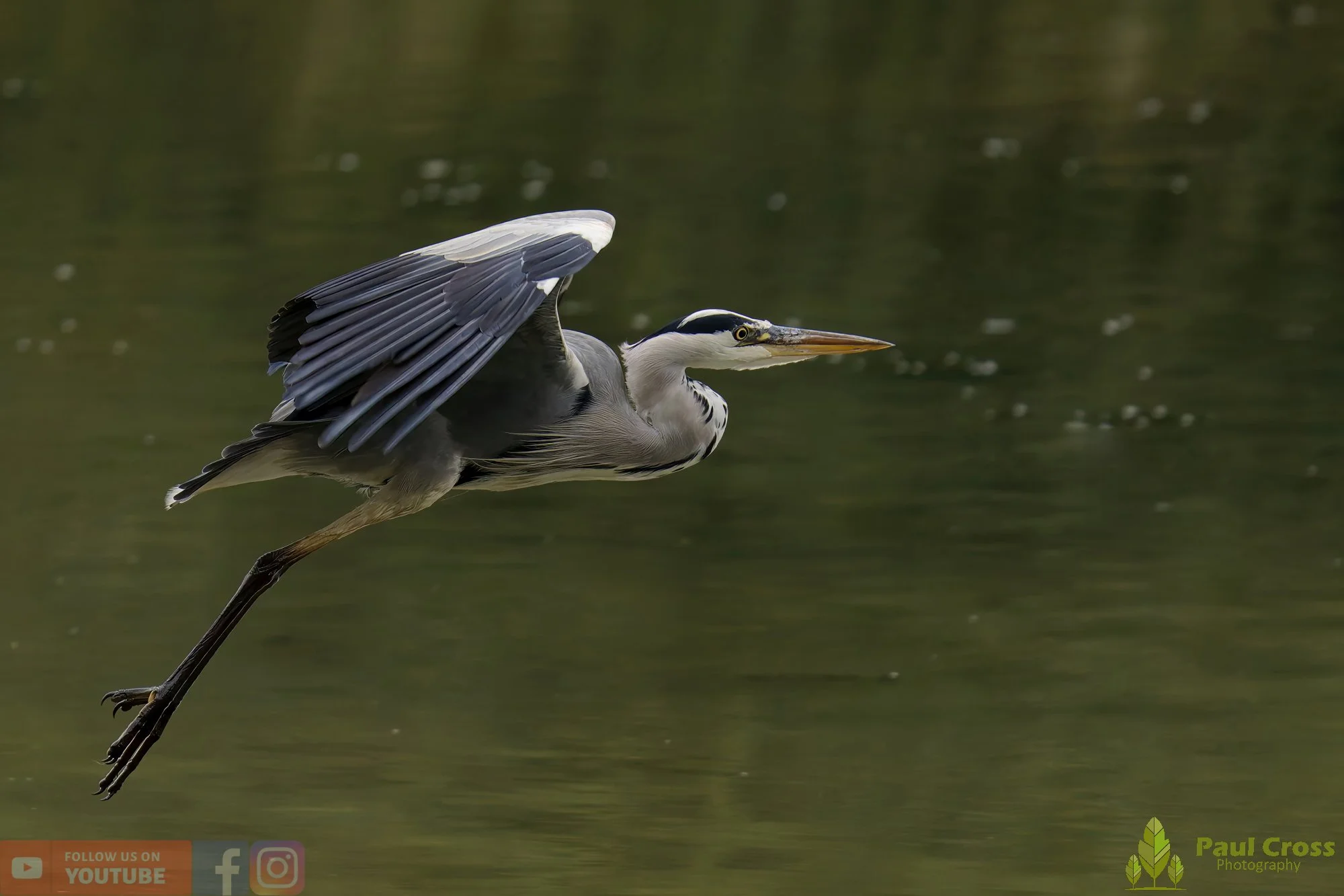 Grey Heron-00635.jpg