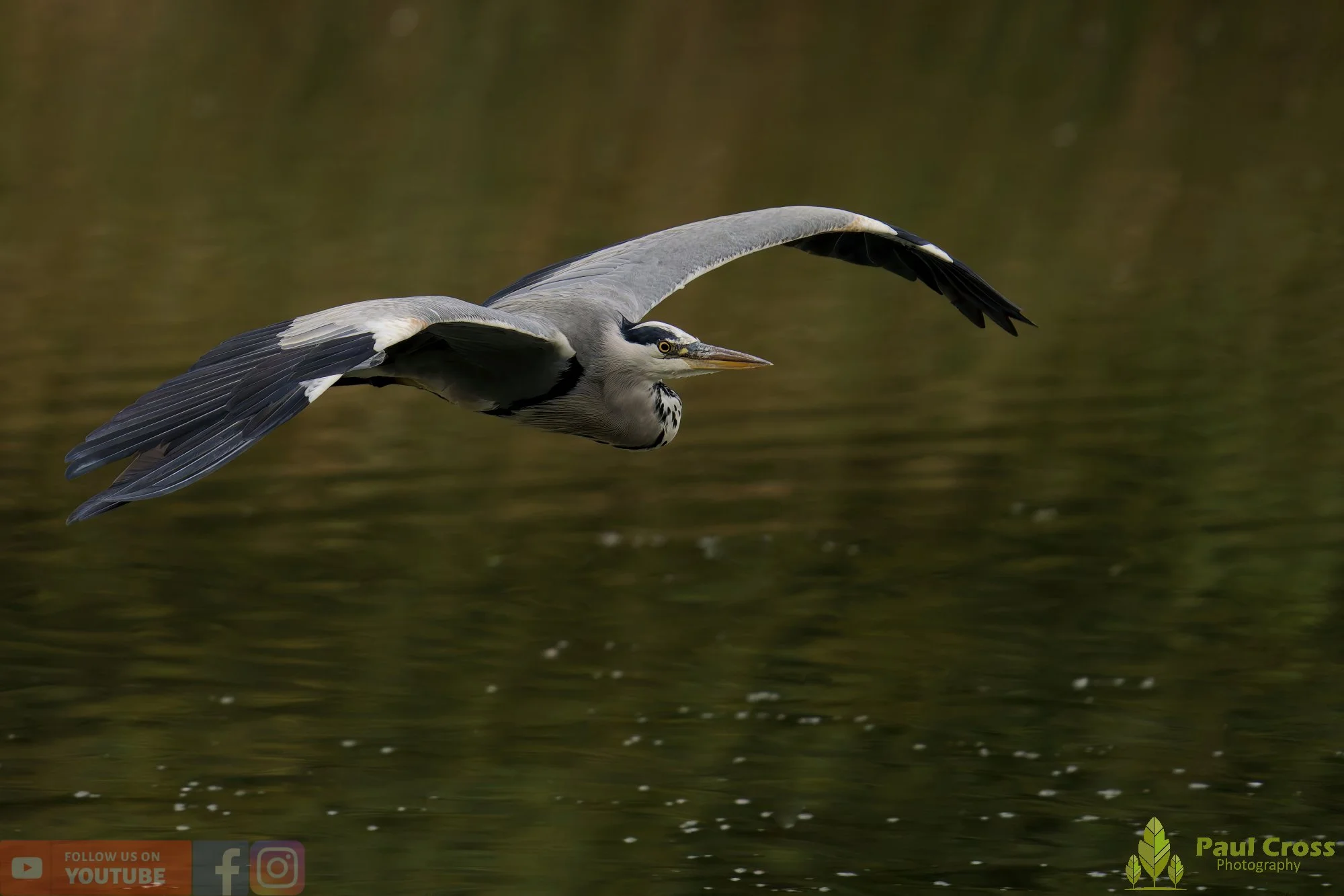 Grey Heron-00636.jpg