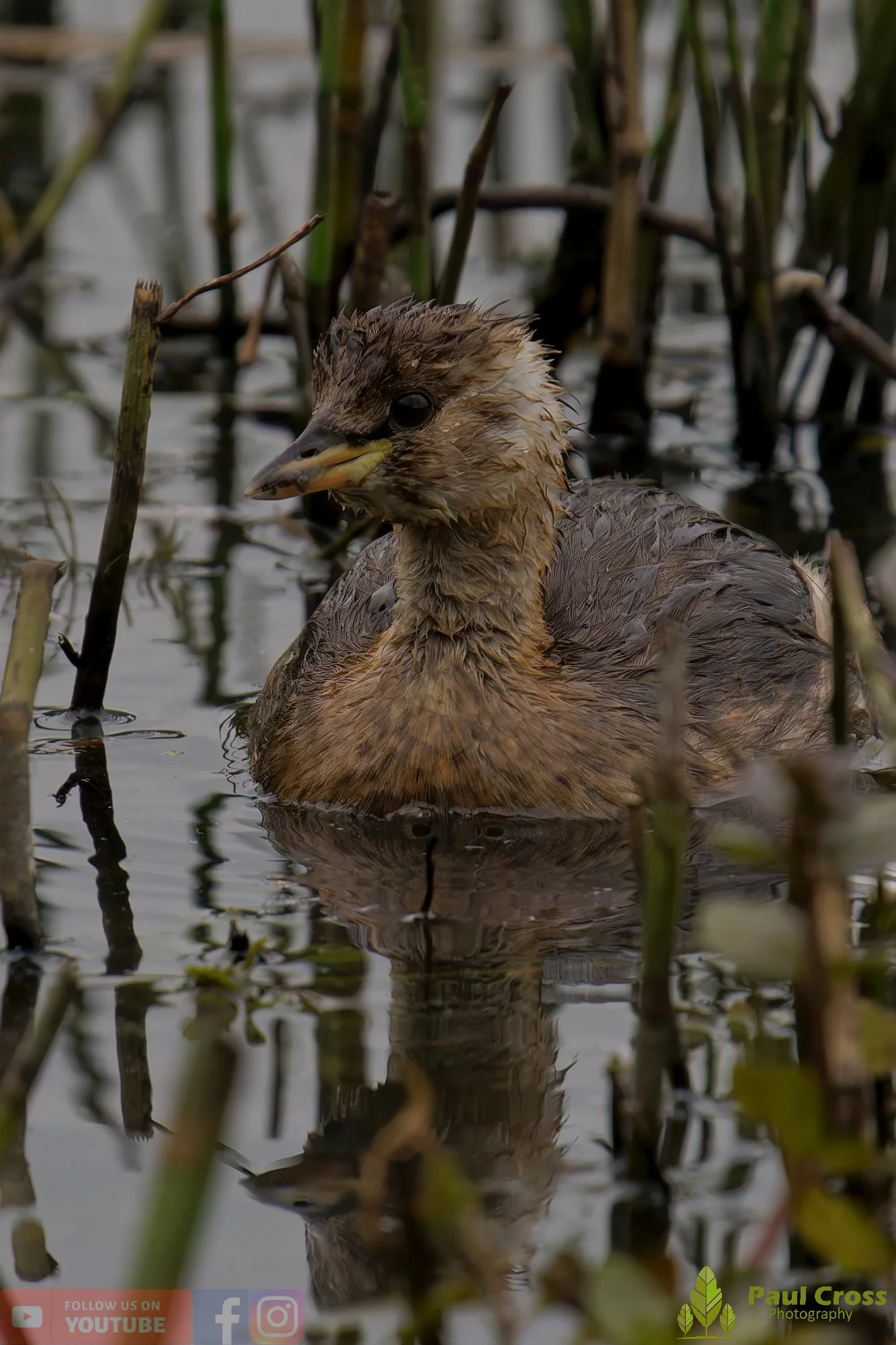 Little Grebe-00332.jpg