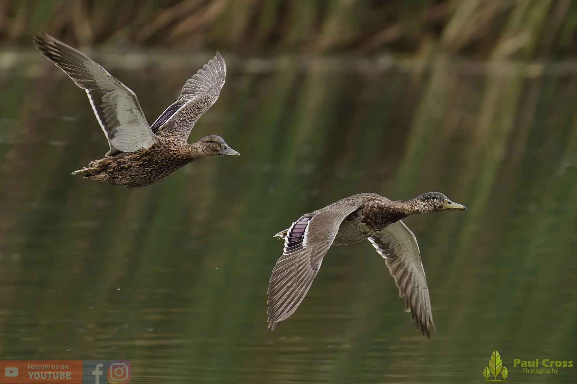Mallard Duck-00110.jpg