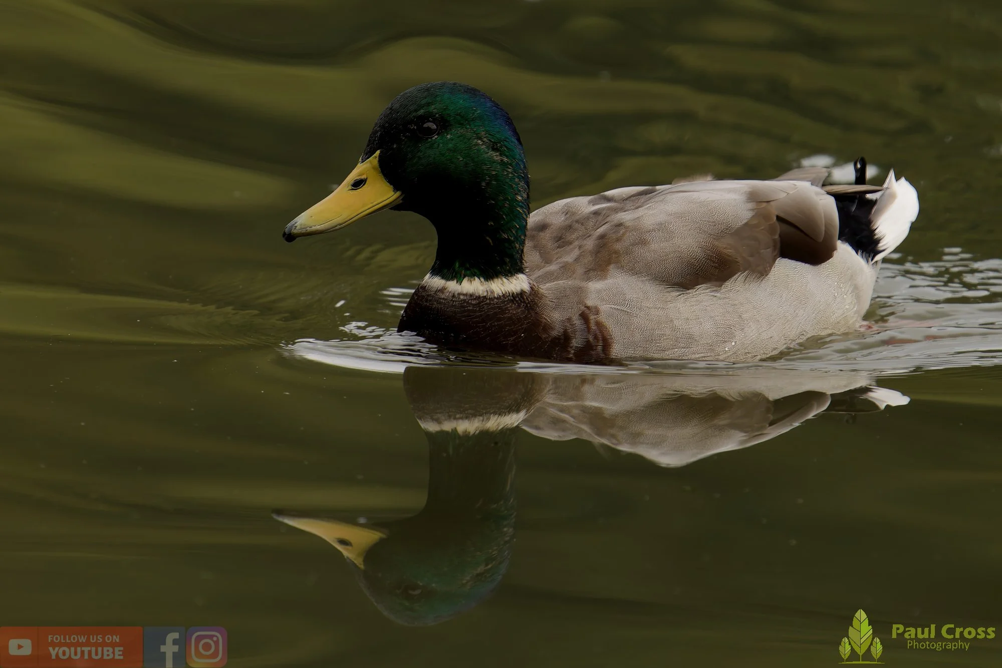 Mallard Duck-00113.jpg