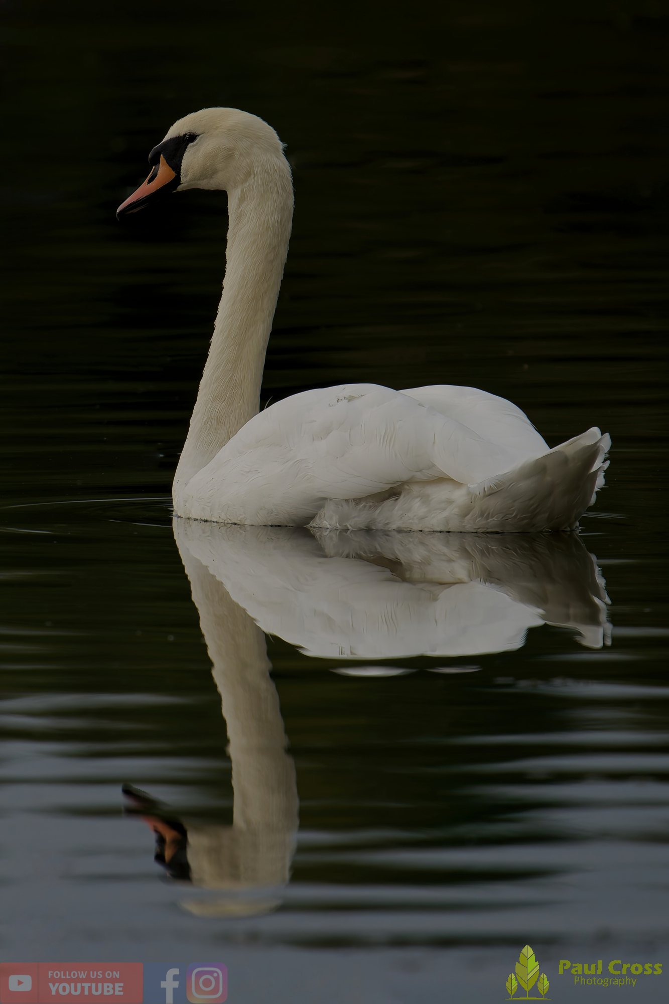 Mute Swan-00251.jpg