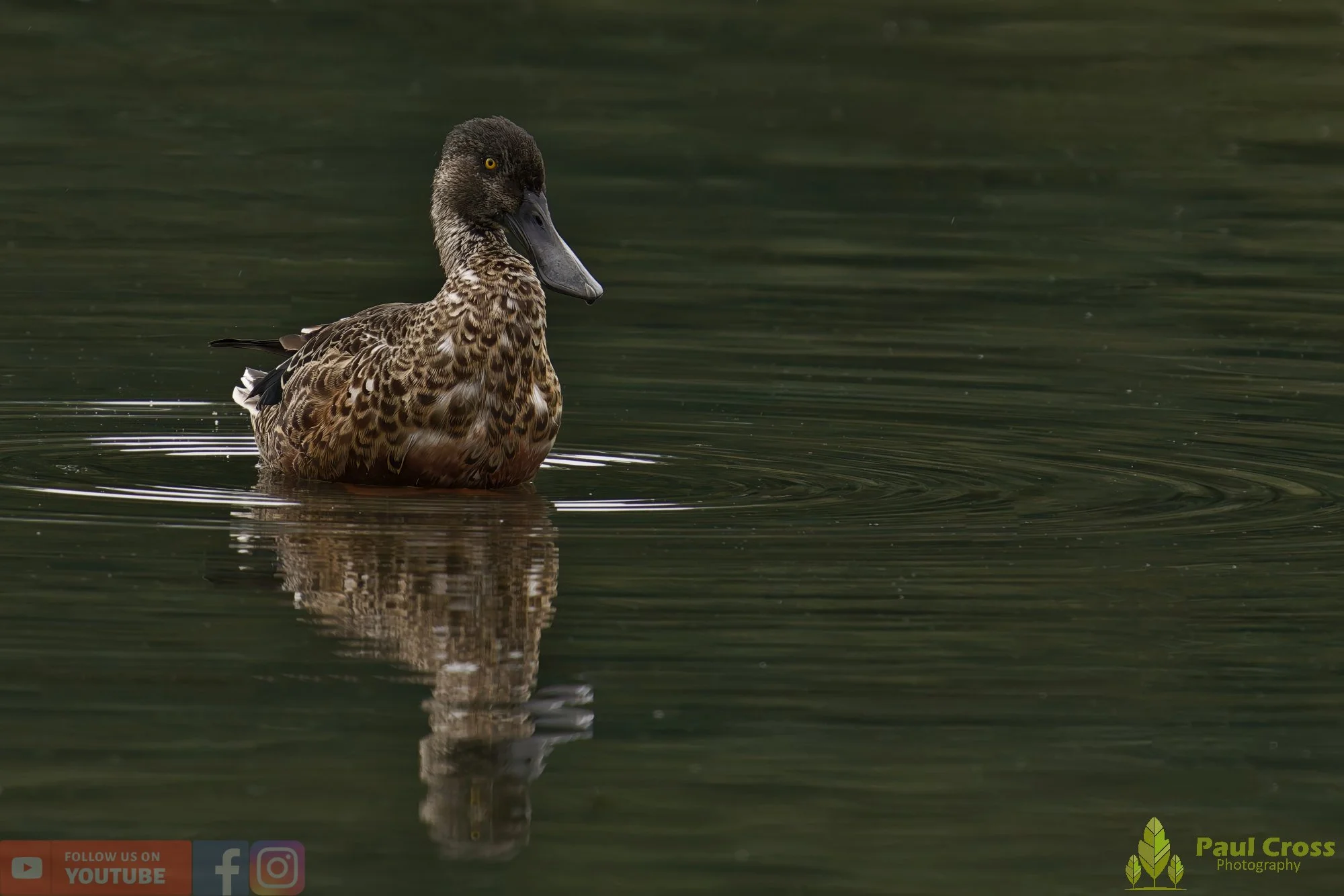 Northern Shoveler-00112.jpg
