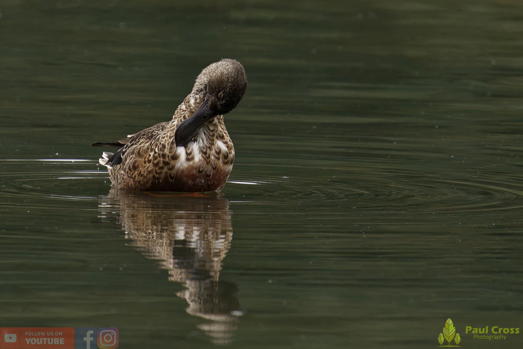 Northern Shoveler-00113.jpg