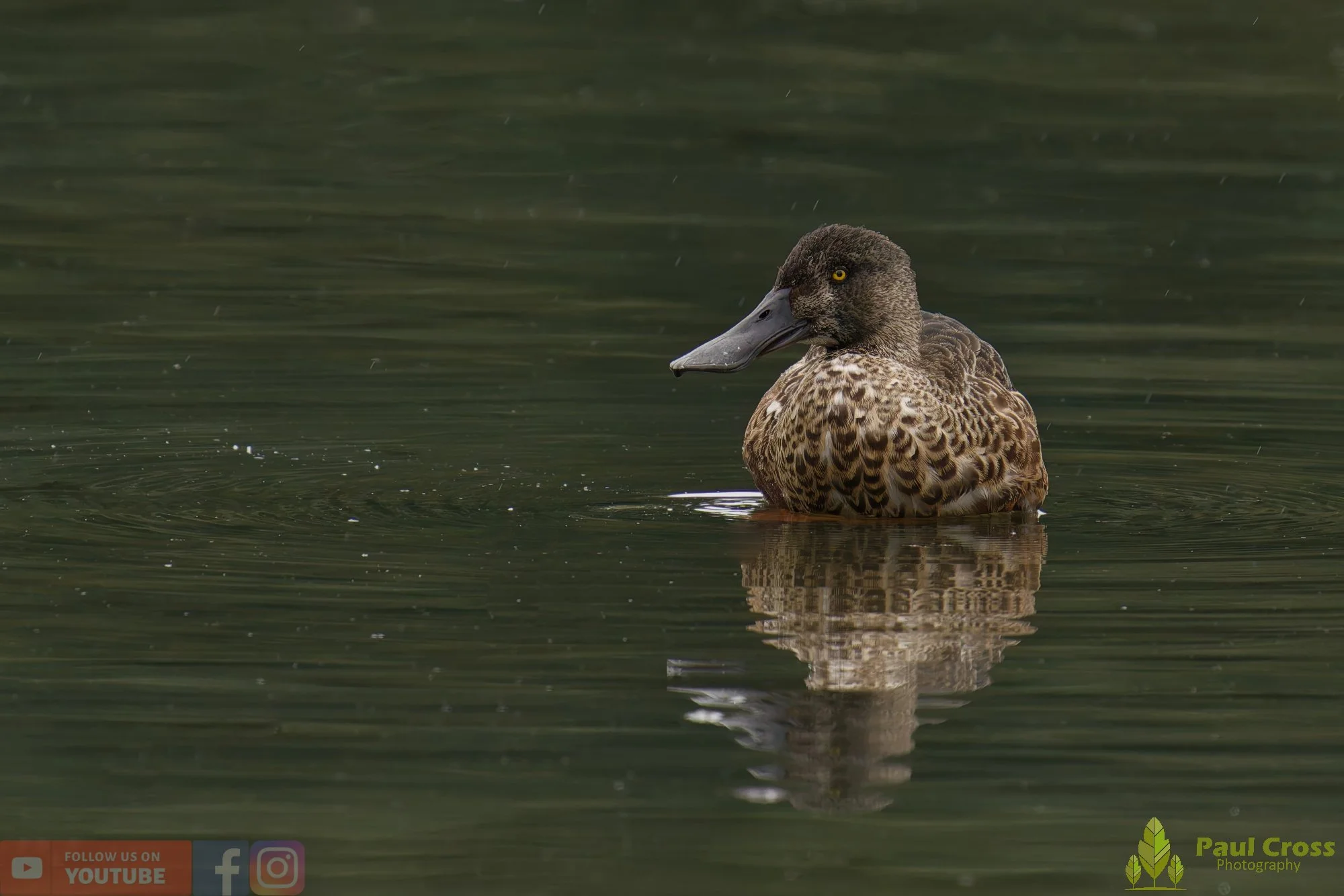 Northern Shoveler-00114.jpg