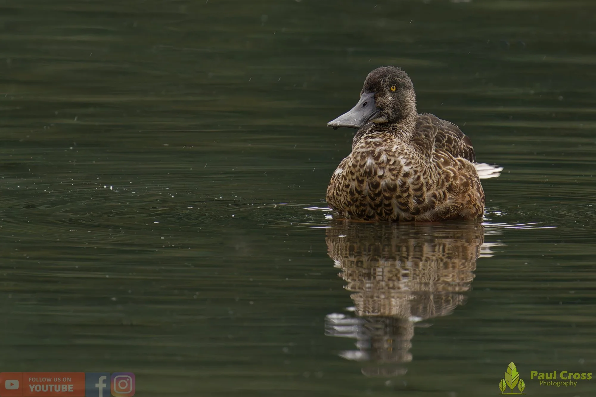 Northern Shoveler-00115.jpg