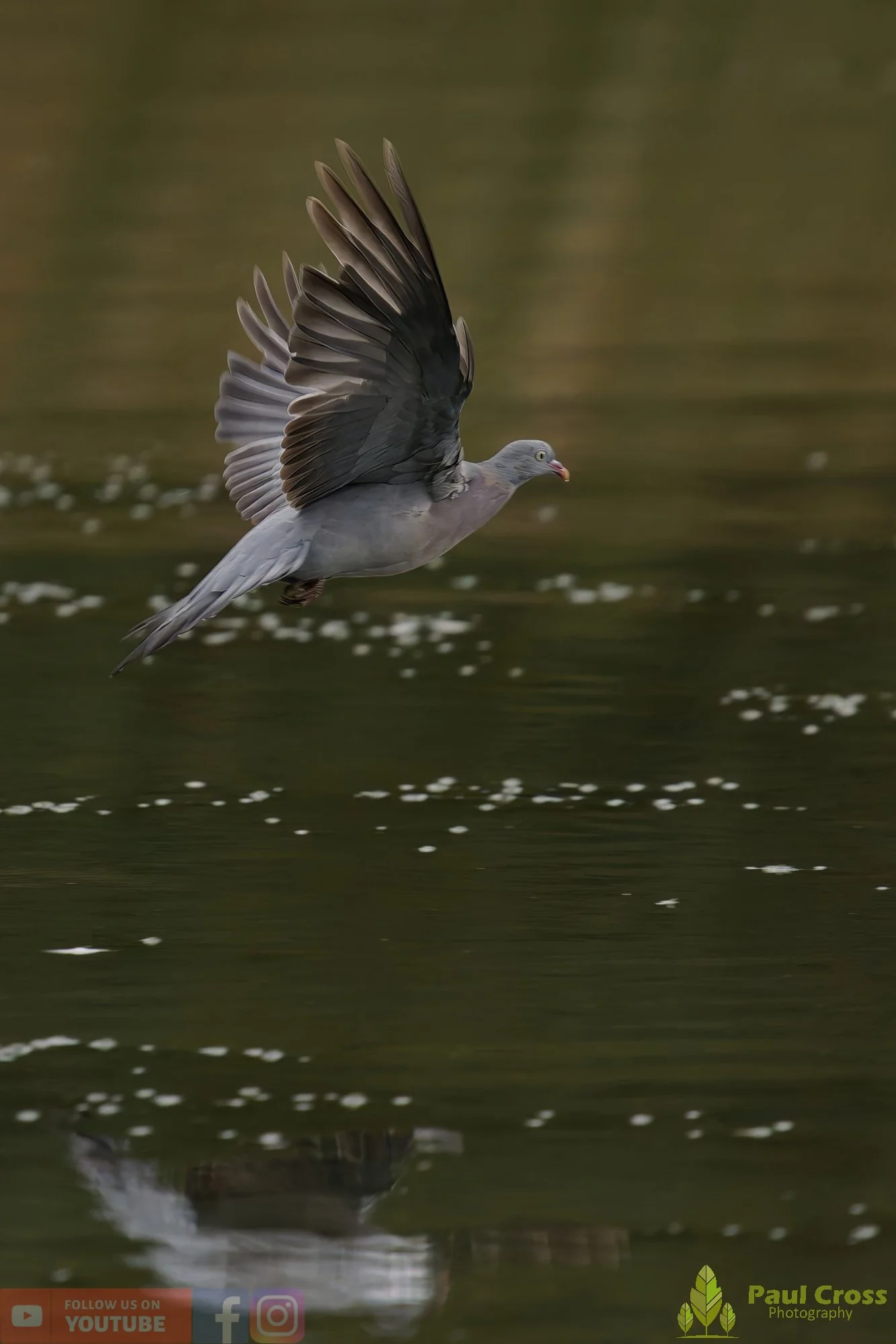 Wood Pigeon-00186.jpg