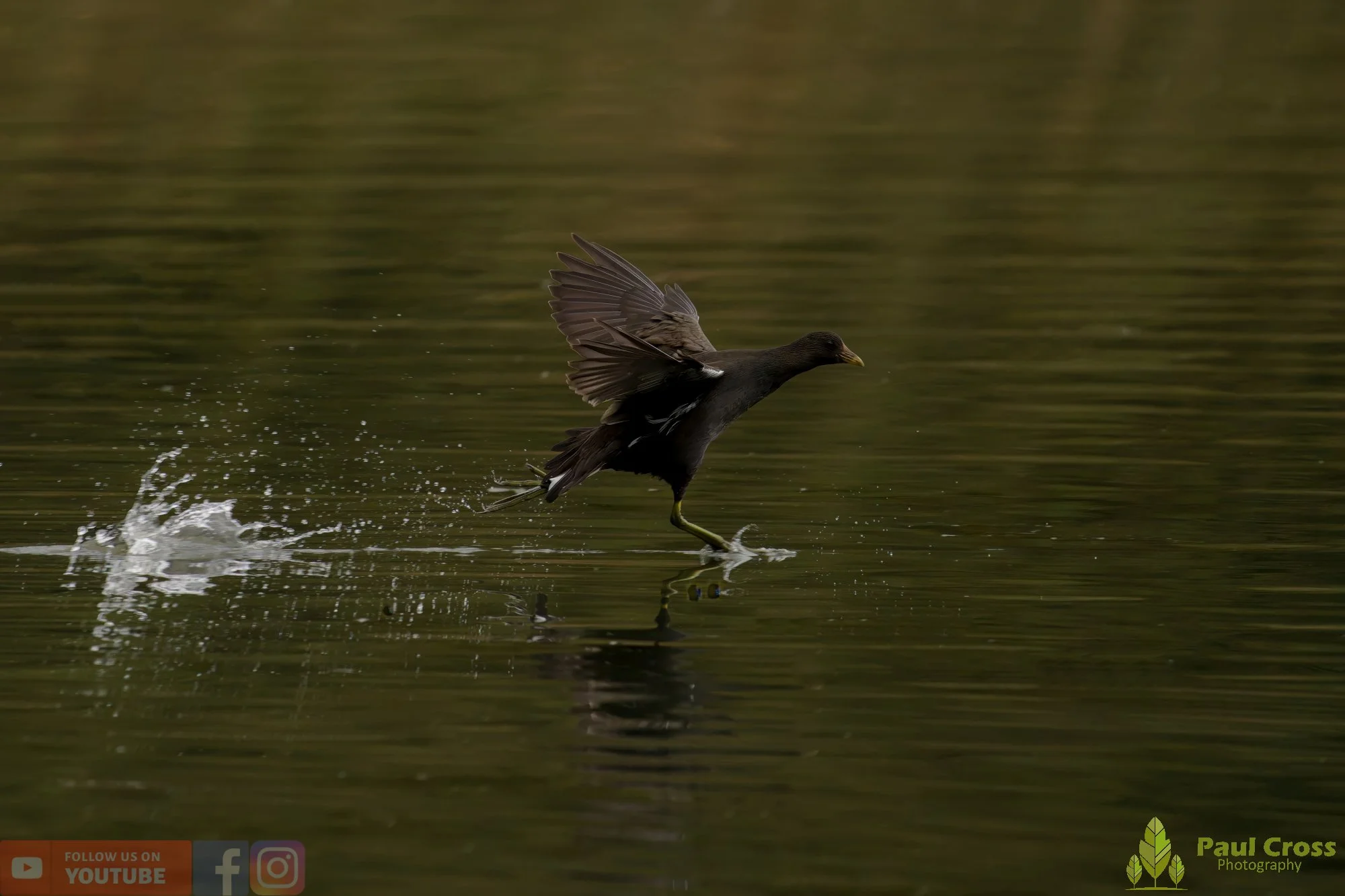 Moorhen-00243.jpg