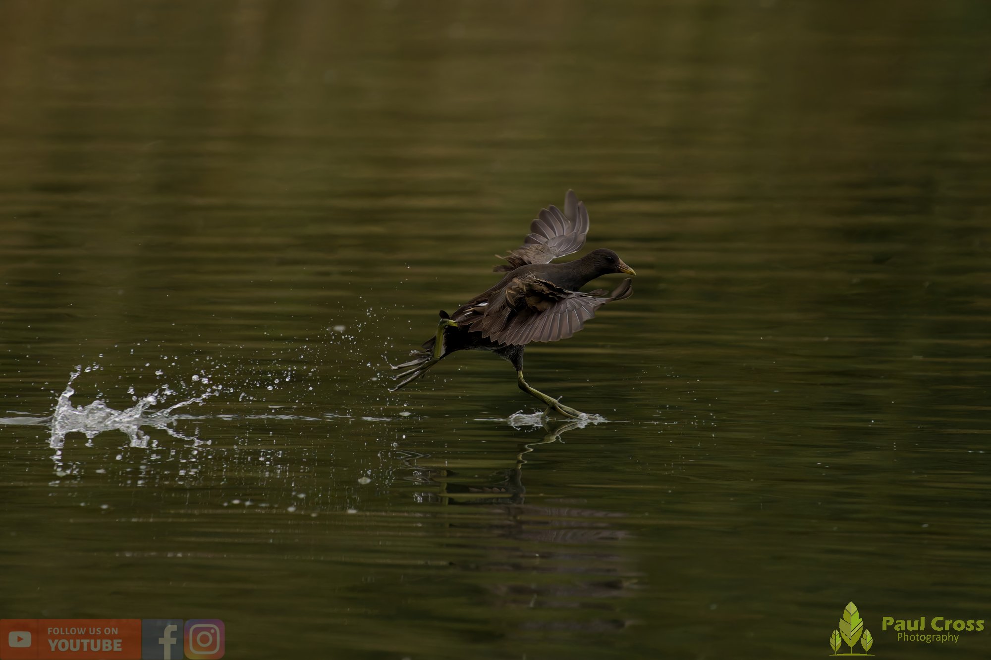 Moorhen-00244.jpg