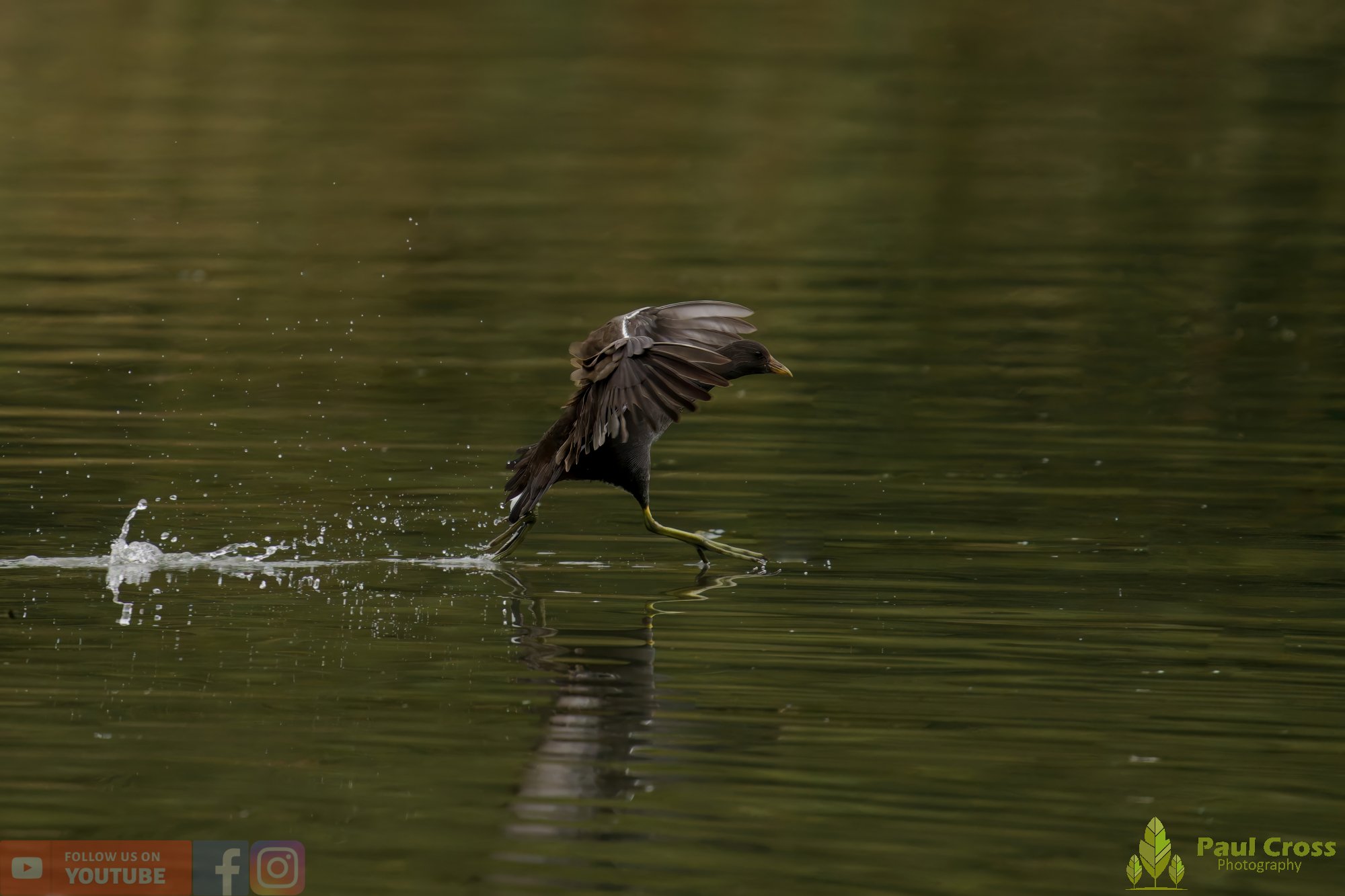 Moorhen-00245.jpg