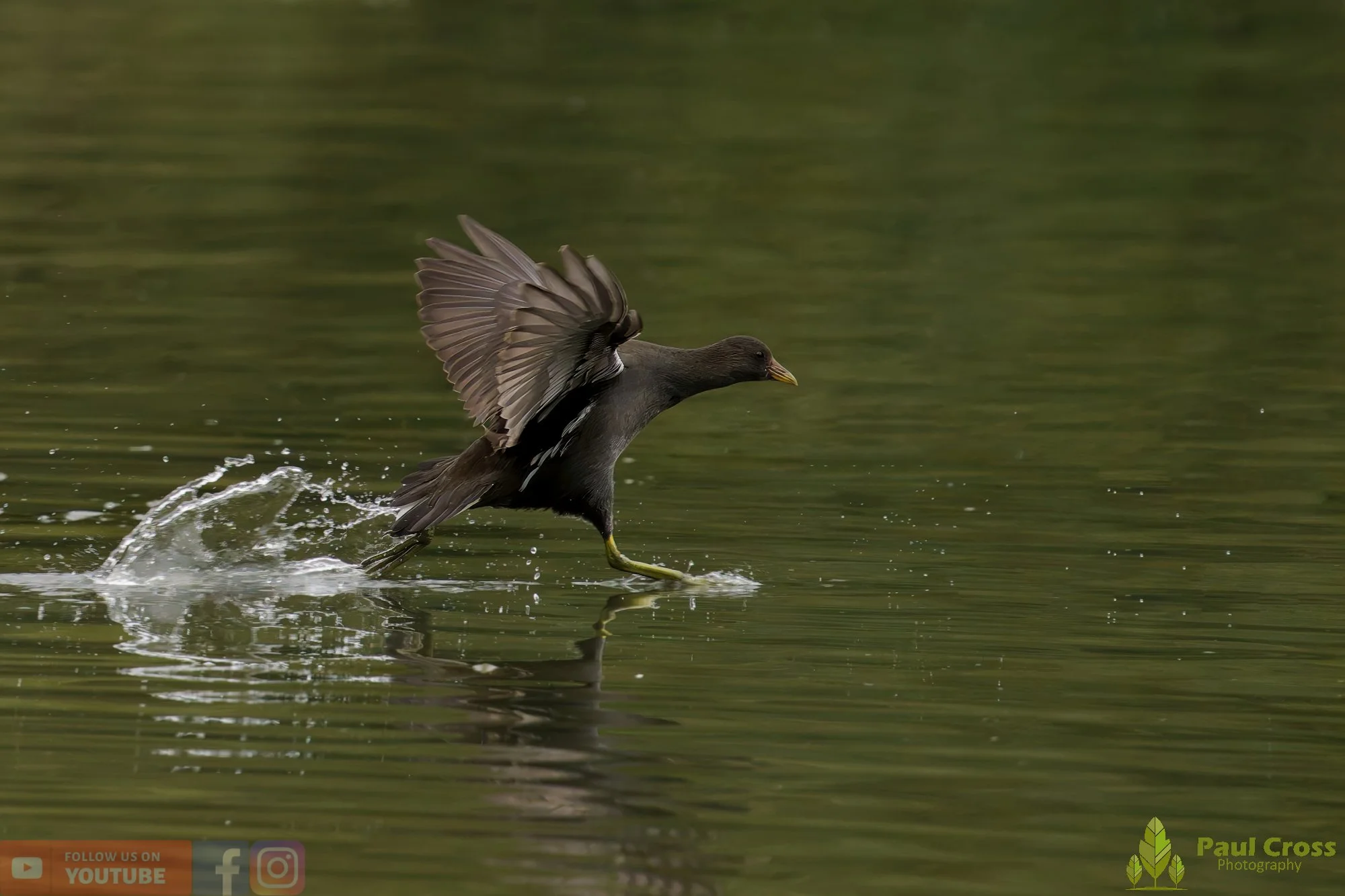 Moorhen-00247.jpg