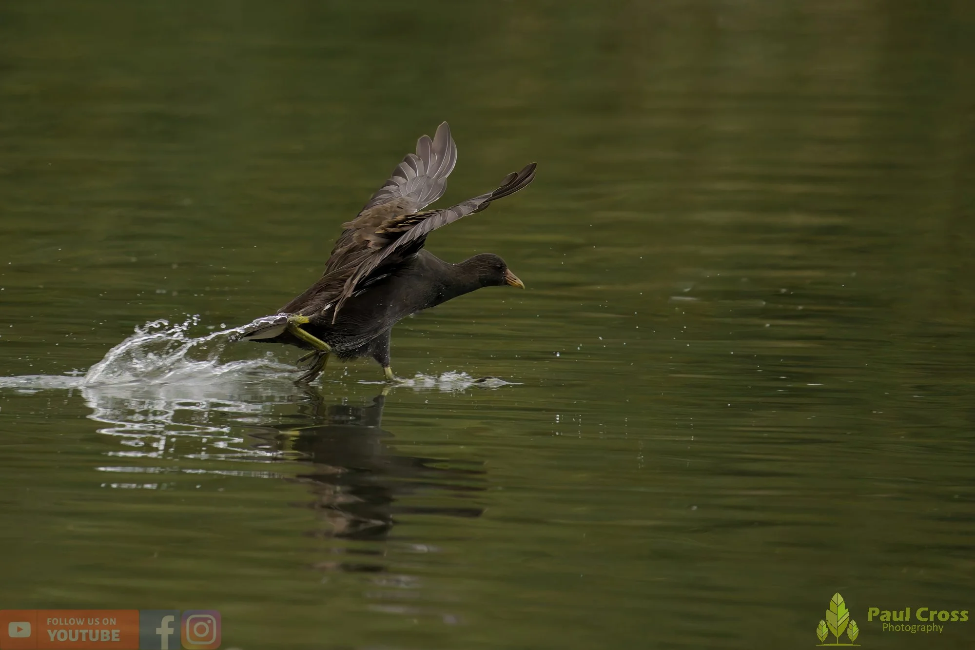 Moorhen-00248.jpg