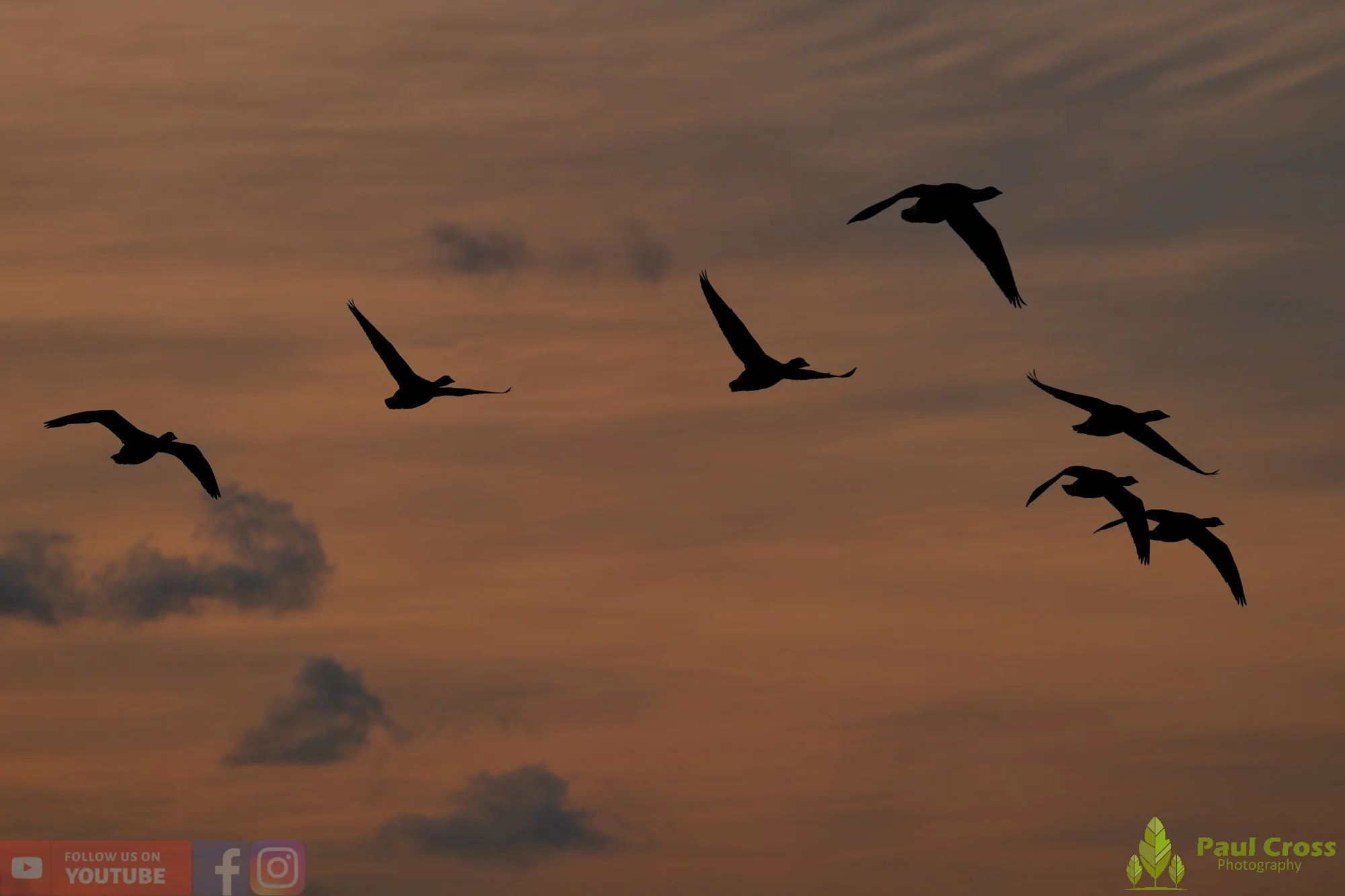 Brent Goose-00025.jpg