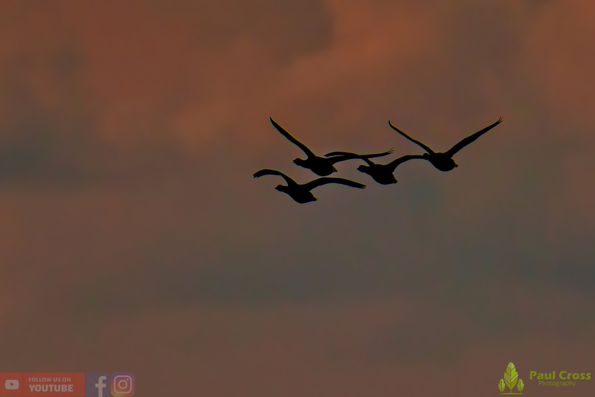 Brent Goose-00027.jpg