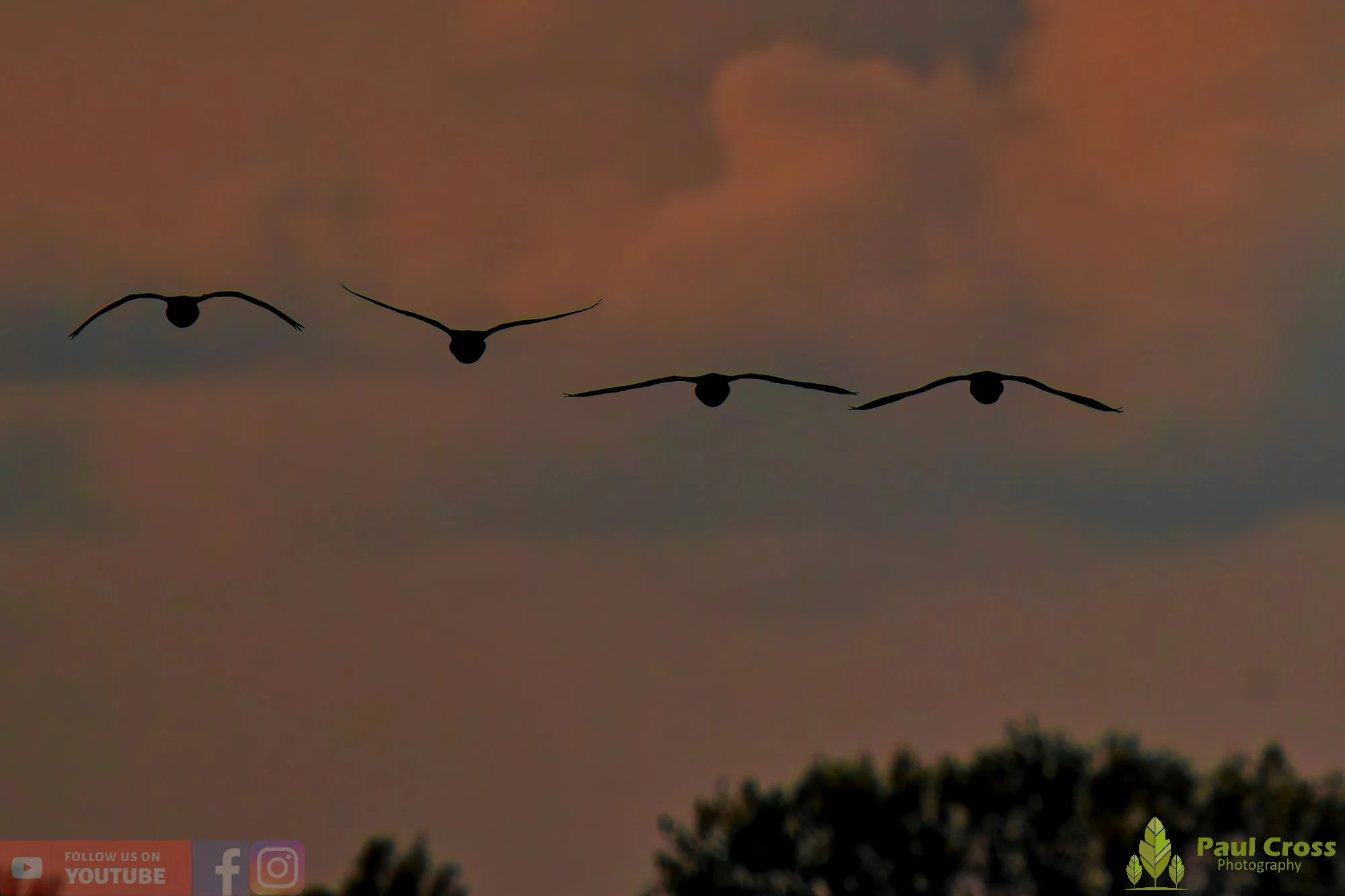 Brent Goose-00028.jpg