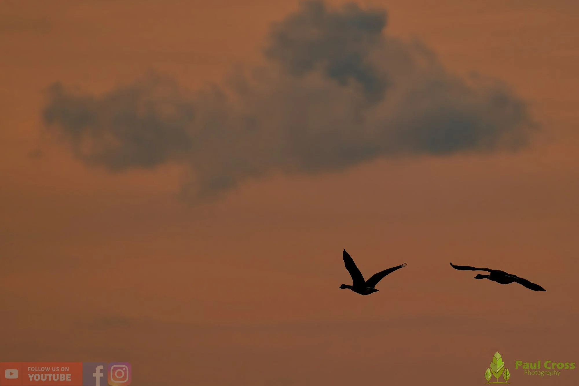 Canada Goose-00133.jpg