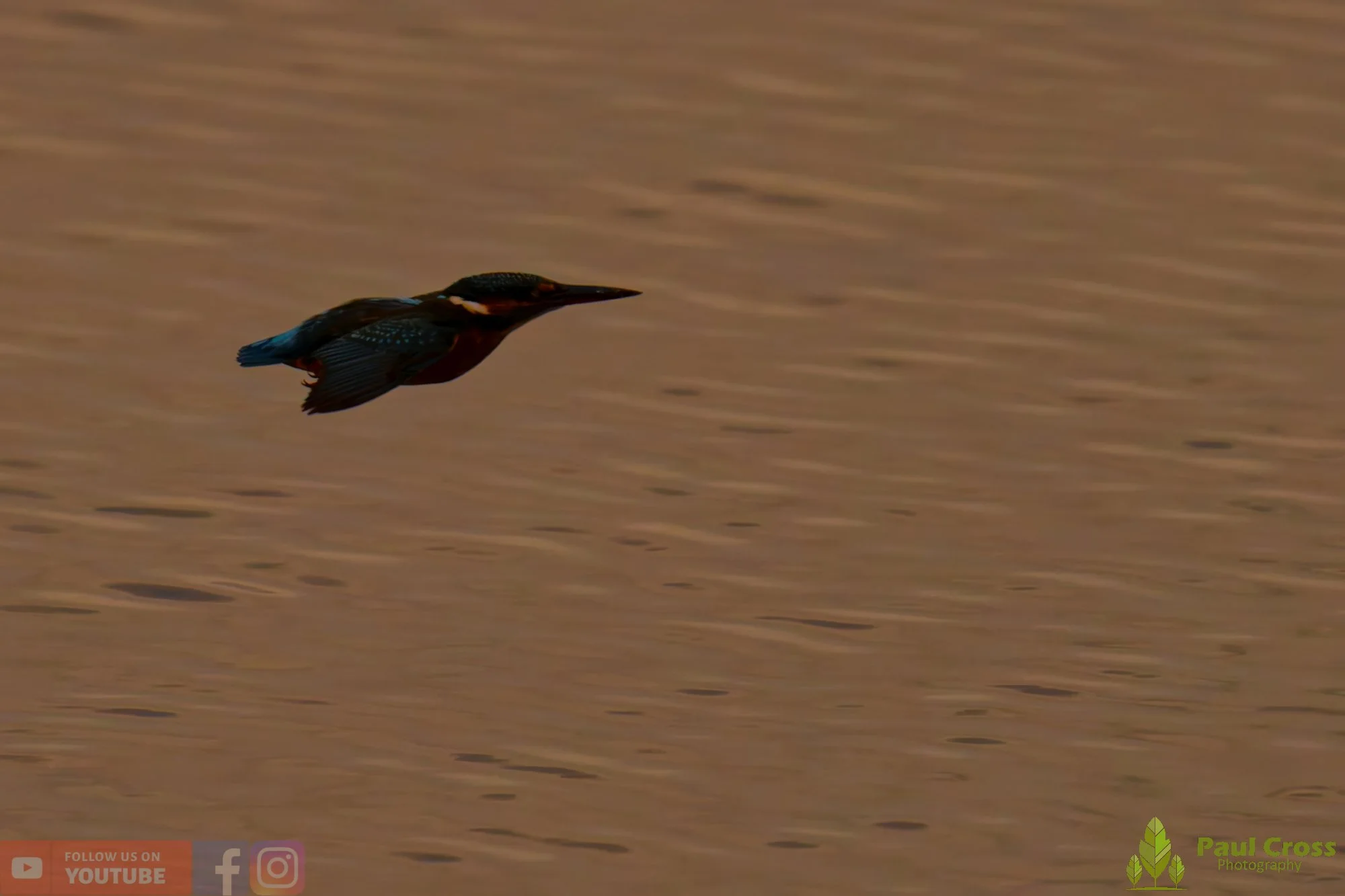 Kingfisher-00650.jpg