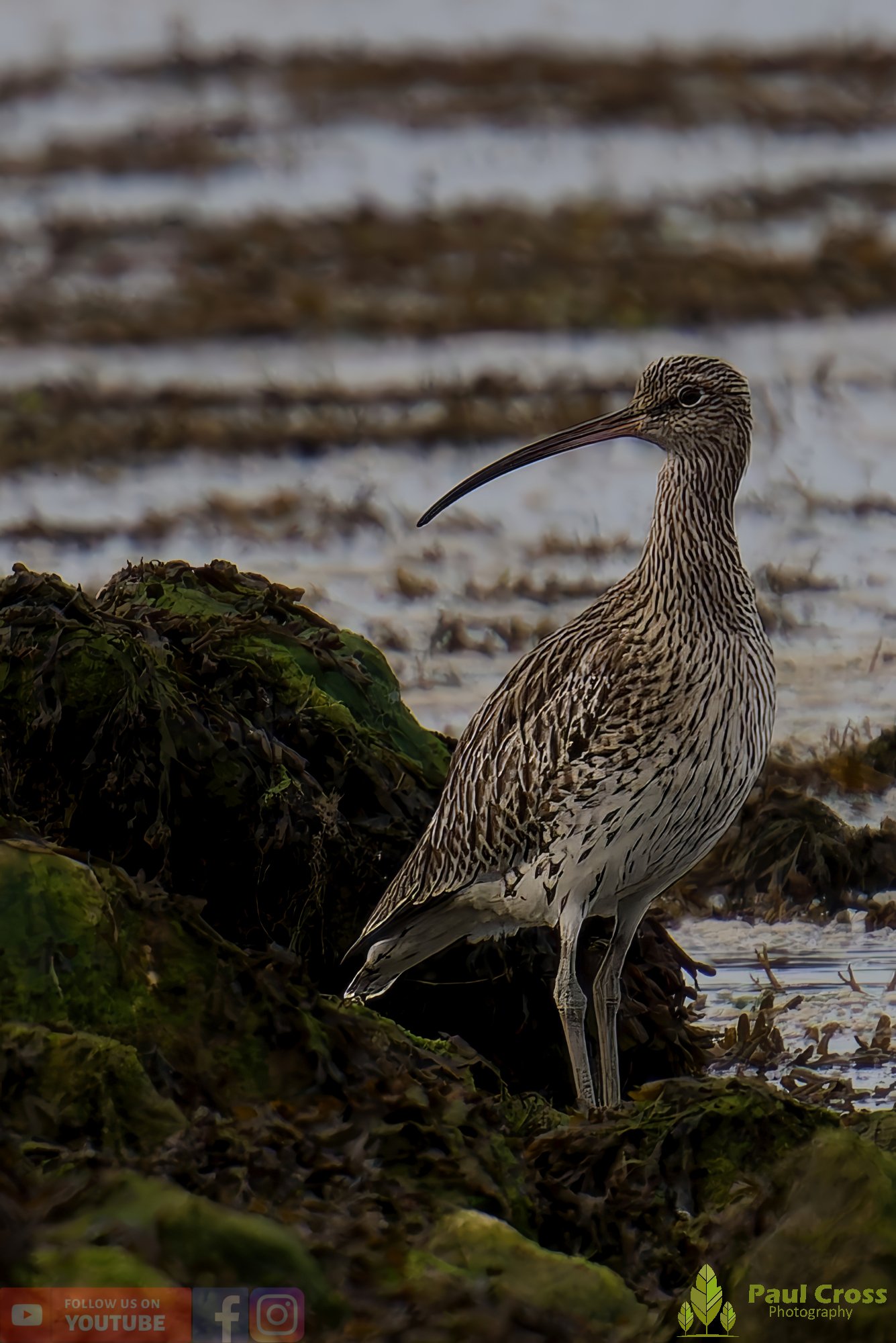 Curlew-00176.jpg