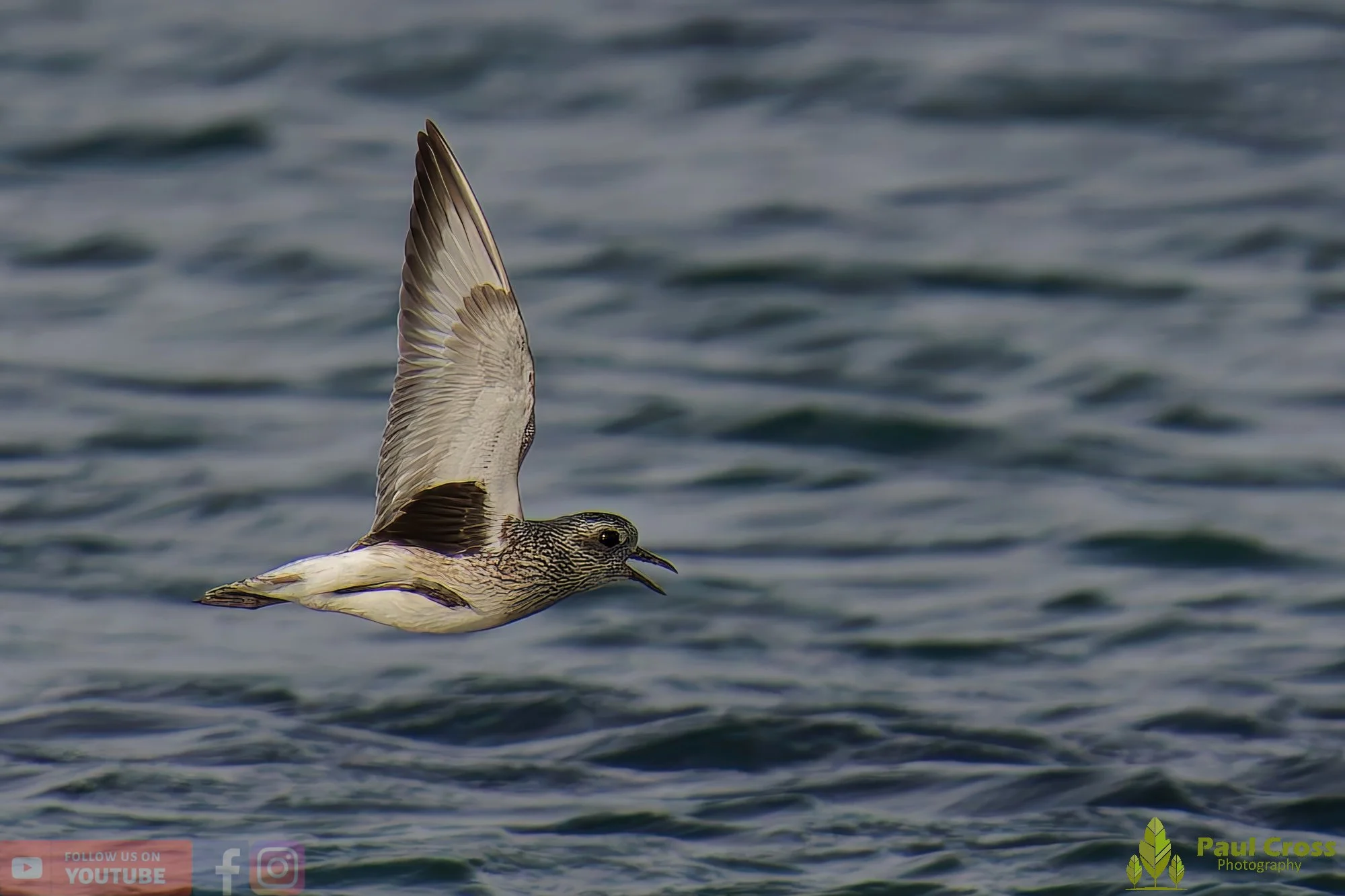 Grey Plover-00040.jpg