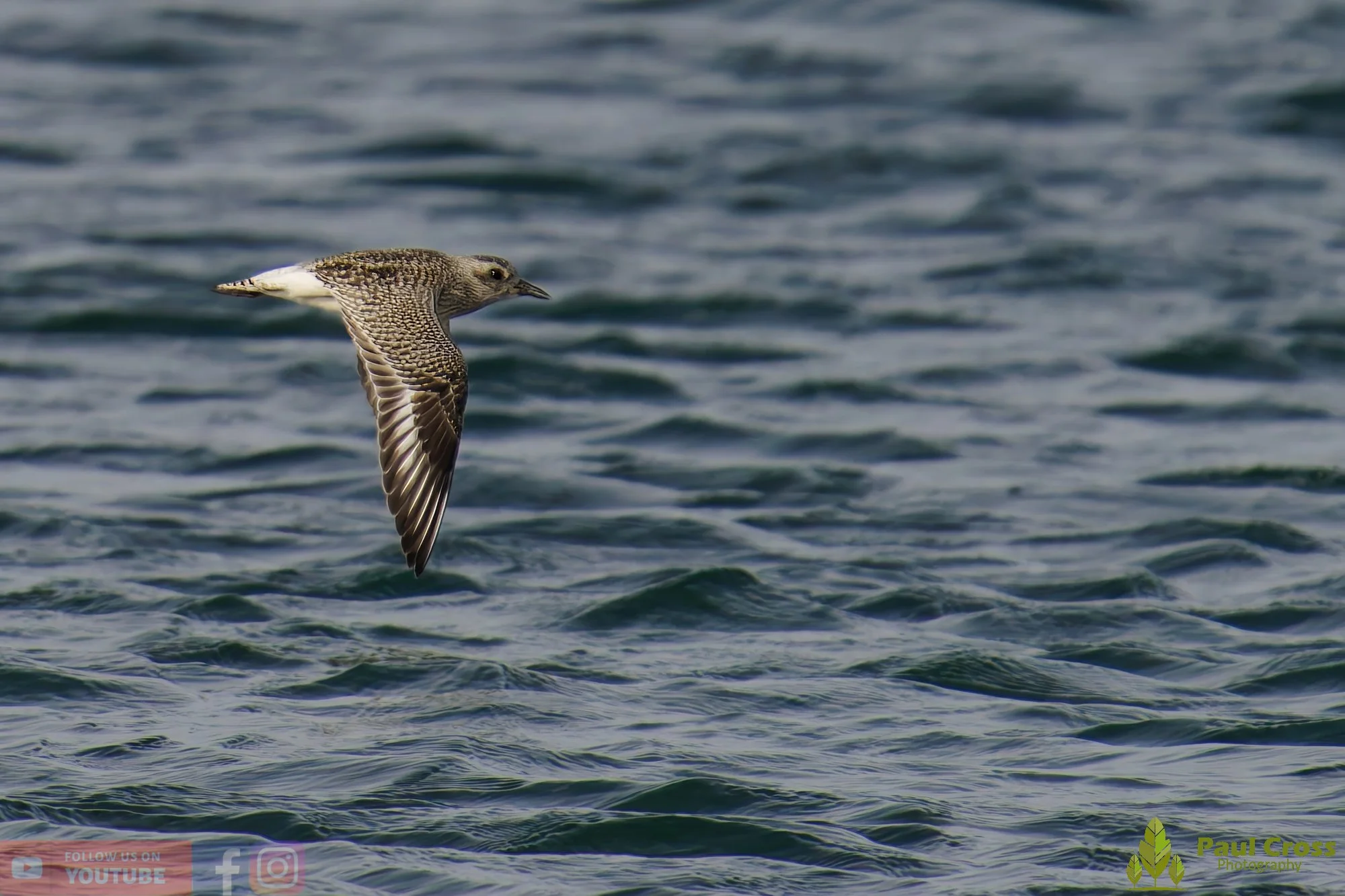 Grey Plover-00041.jpg