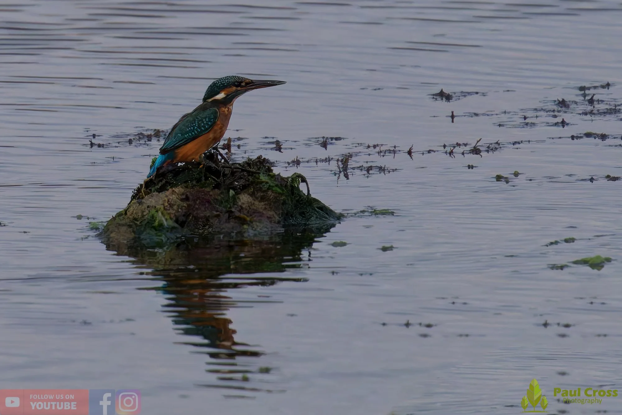 Kingfisher-00645.jpg