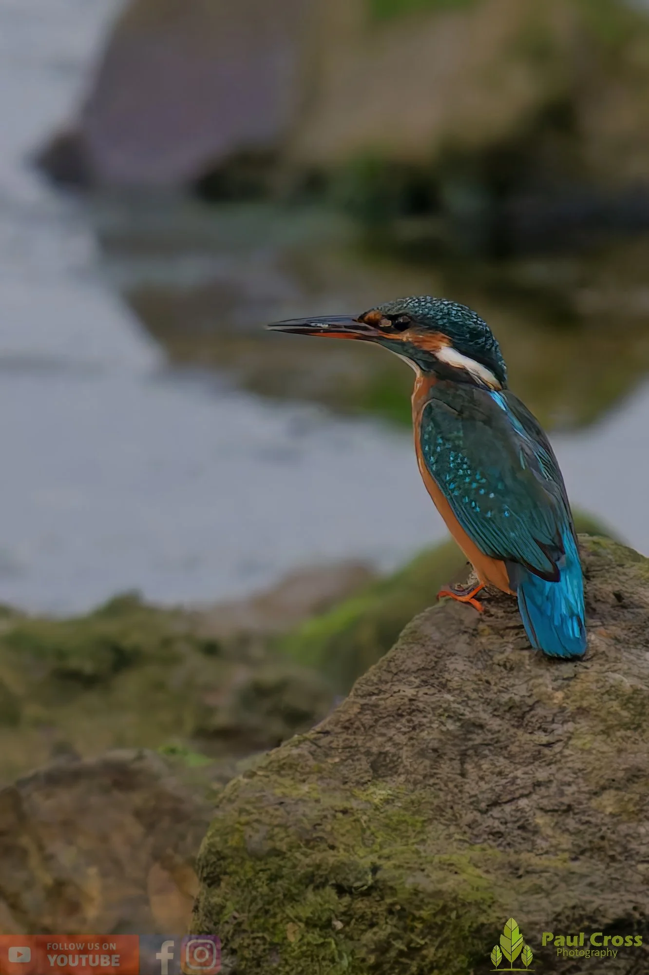 Kingfisher-00646.jpg